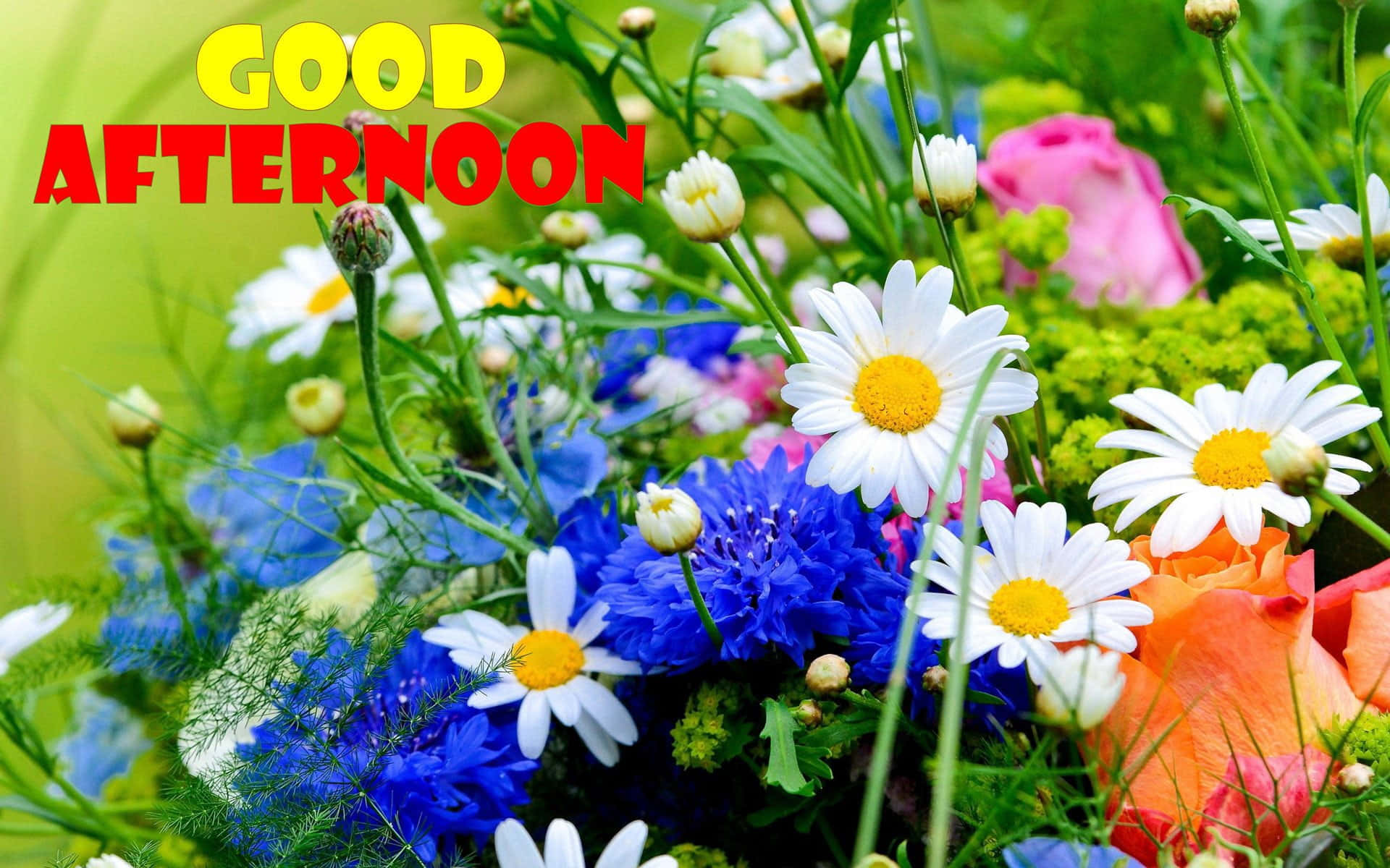 Good Afternoon 桌布 壁紙 — 充滿活力的雛菊、矢車菊和玫瑰花束，在茂密的綠色背景上以粗體文字寫著下午好。