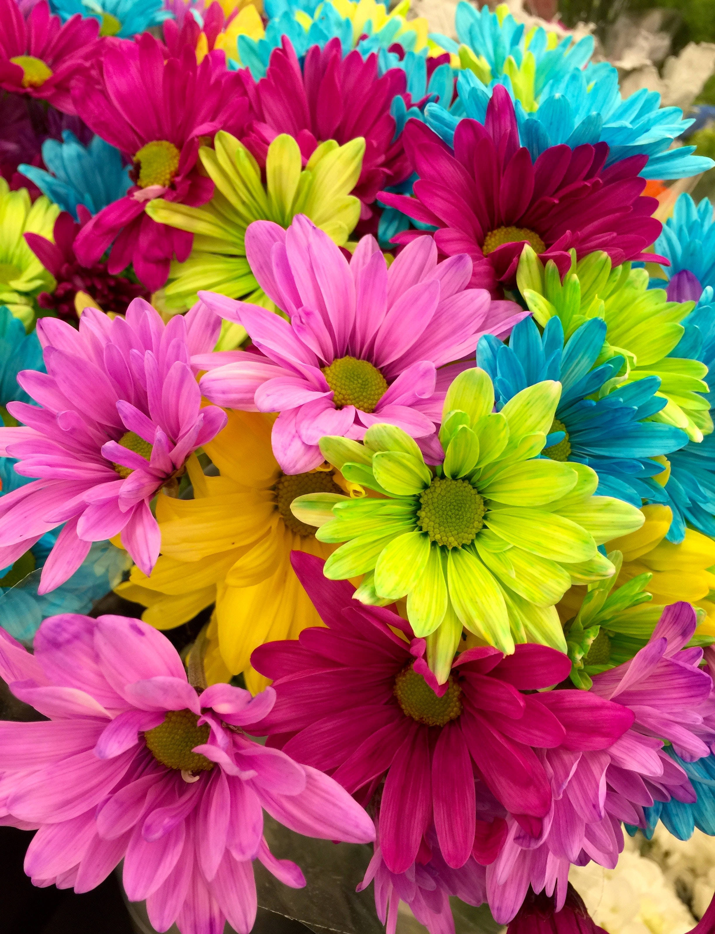 Flowers 桌布 壁紙 — 充滿活力的雛菊花束，花瓣呈現電光粉紅、藍、綠和黃色，色彩繽紛。