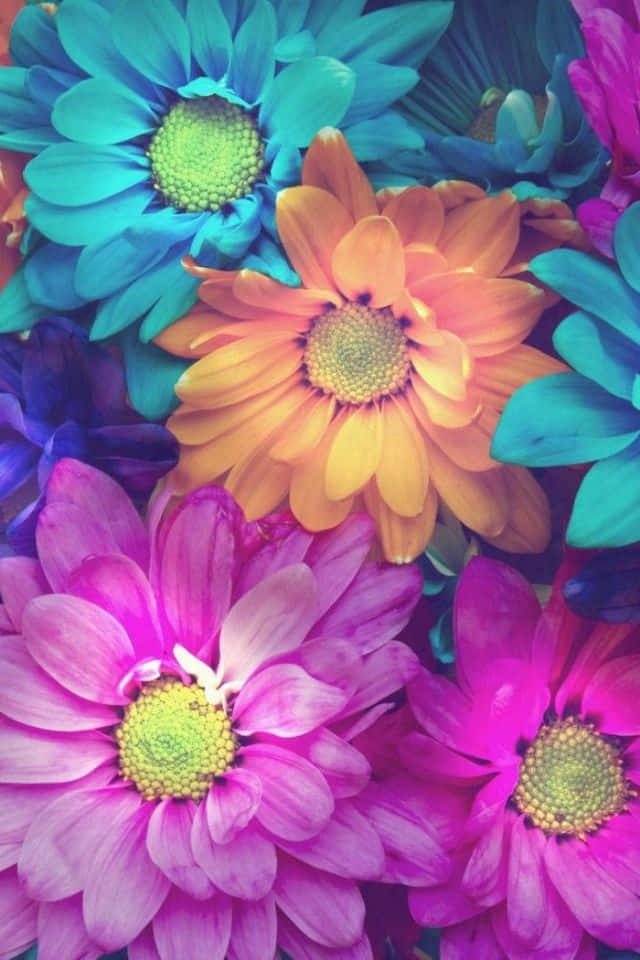 iPhone Flower 桌布 壁紙 — 充滿活力的雛菊花束，電光藍、粉紅和橙色，帶有萊姆綠色花心。