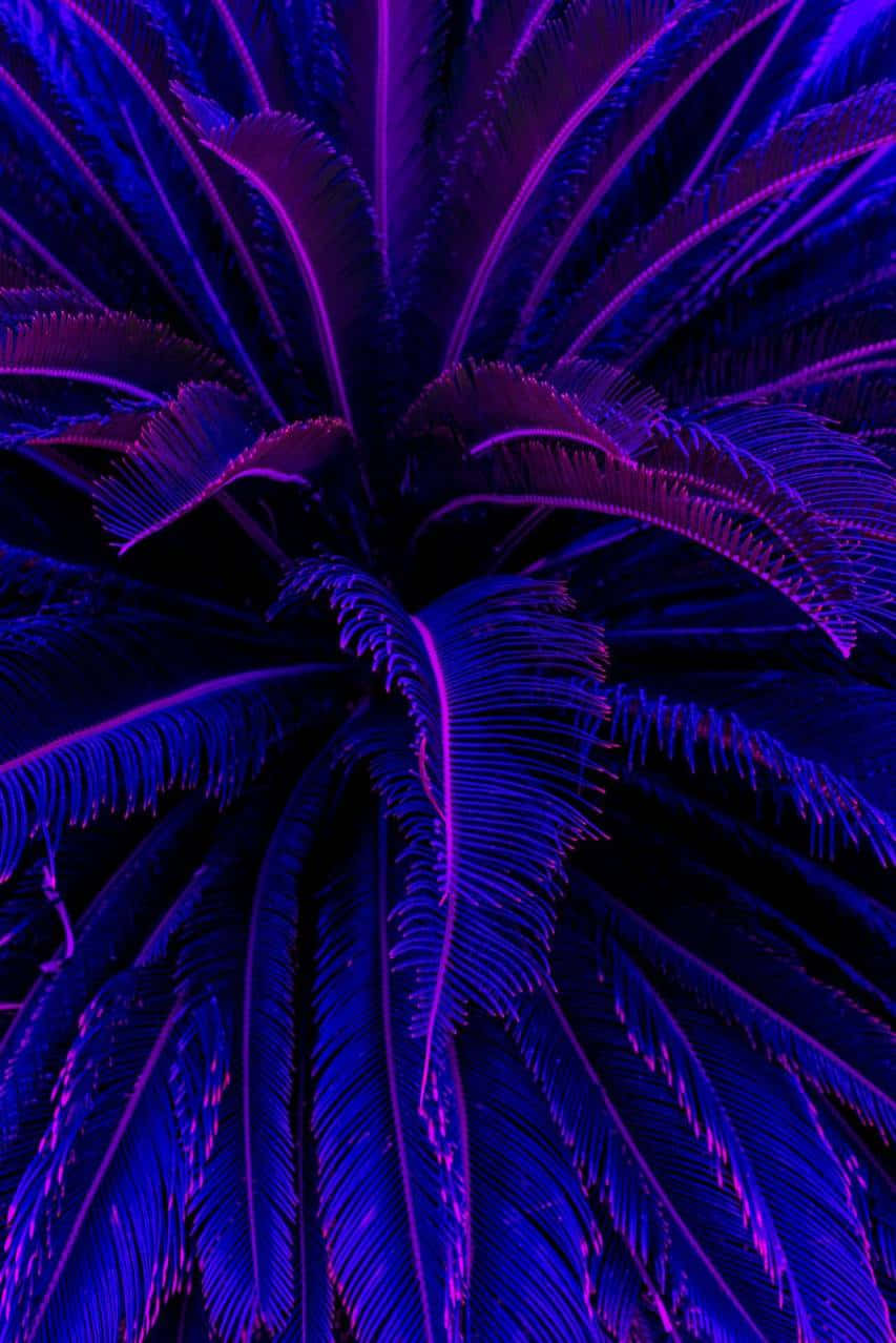 Aesthetic Purple 桌布 壁紙 — 充滿活力的霓虹紫色和藍色棕櫚葉在漆黑的背景下向外輻射。
