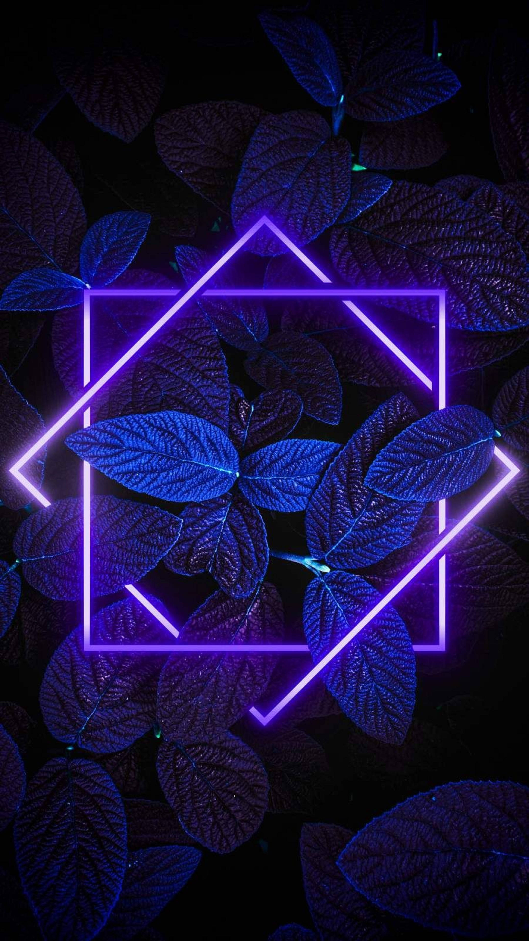 Plant 桌布 壁紙 — 充滿活力的霓虹紫色幾何框架在黑色夜空下，以深藍色紋理葉子為背景發光。