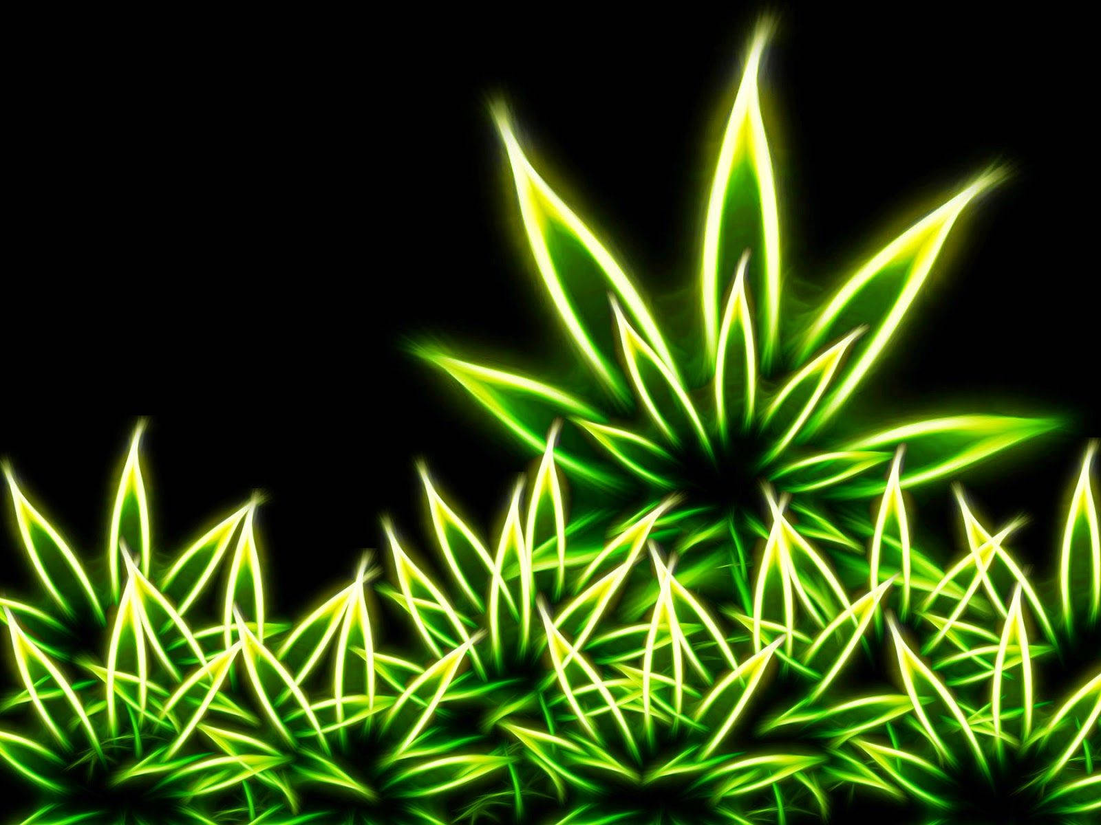 大麻 桌布 壁紙 — 充滿活力的霓虹綠色大麻葉在漆黑的背景上發光，帶有電氣輪廓。