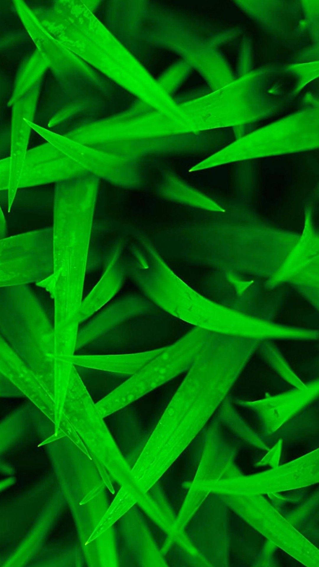 Plant 桌布 壁紙 — 充滿活力的霓虹綠色草葉在微距特寫中閃爍著露珠。