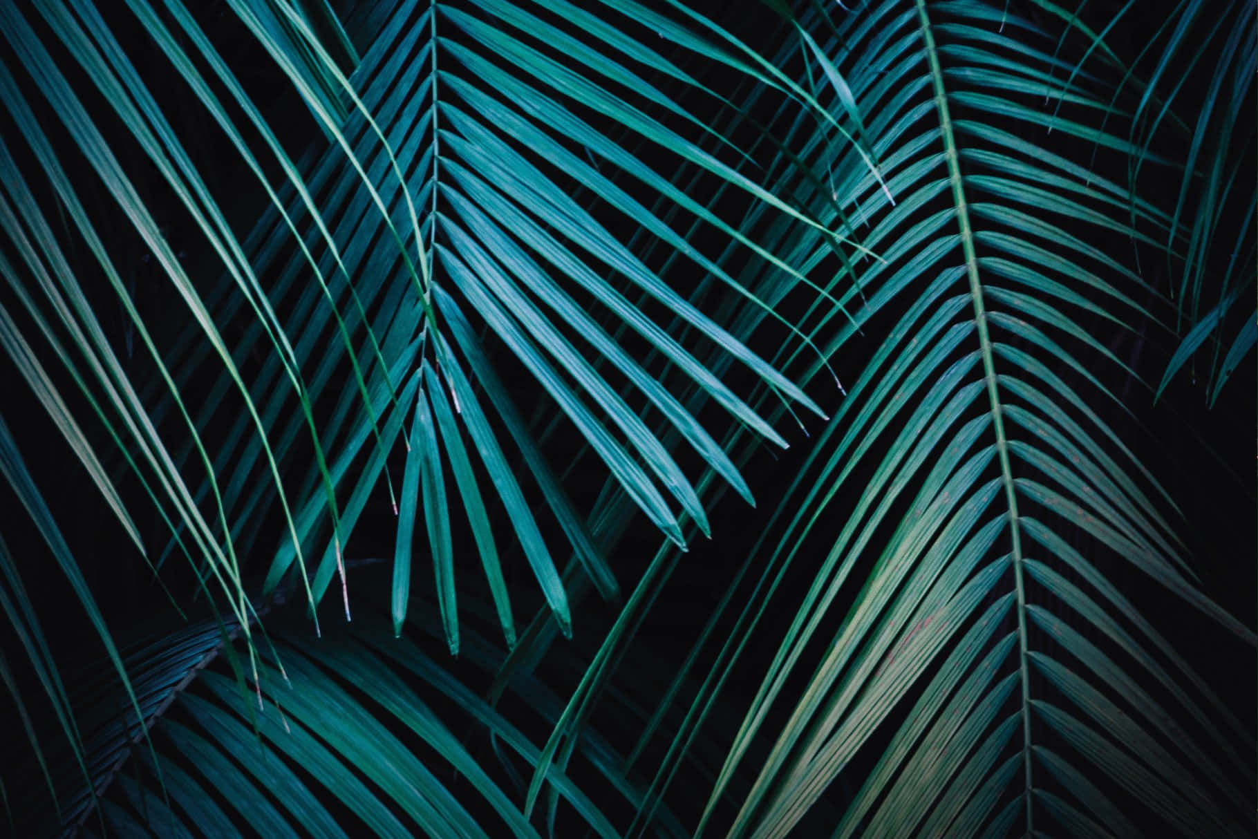 Palm Leaves 桌布 壁紙 — 充滿活力的青綠色棕櫚葉在深黑色背景上發光，形成引人注目的熱帶特寫。