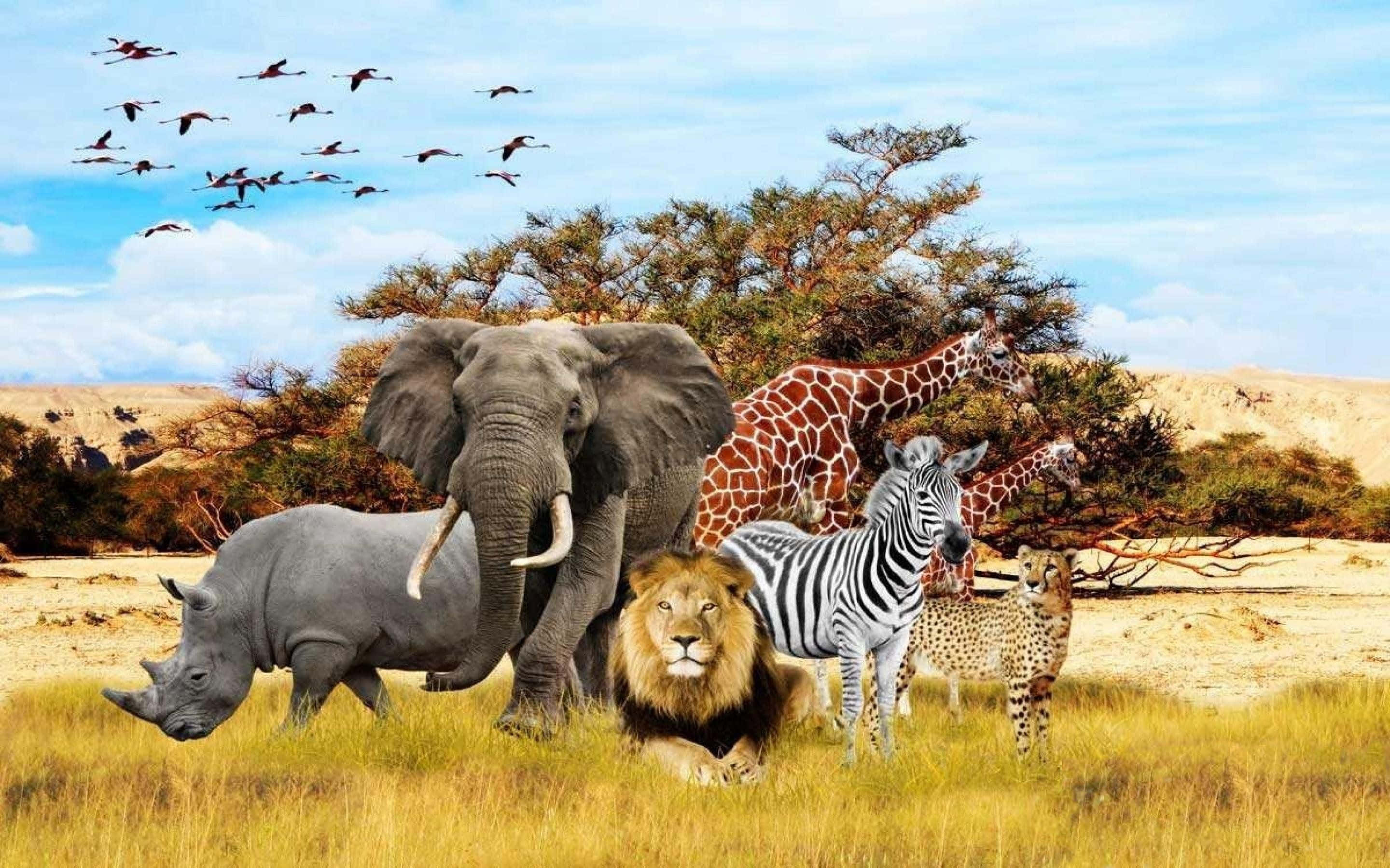 animals 桌布 壁紙 — 充滿活力的非洲稀樹草原場景，包括獅子、犀牛、大象、斑馬、長頸鹿和獵豹，在藍天下有飛鳥。
