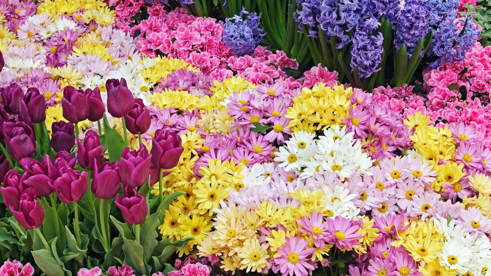 Spring Flowers Desktop 桌布 壁紙 — 充滿活力的鬱金香、雛菊和風信子花田，呈現大膽的粉紅、黃、紫和白色，色彩繽紛。