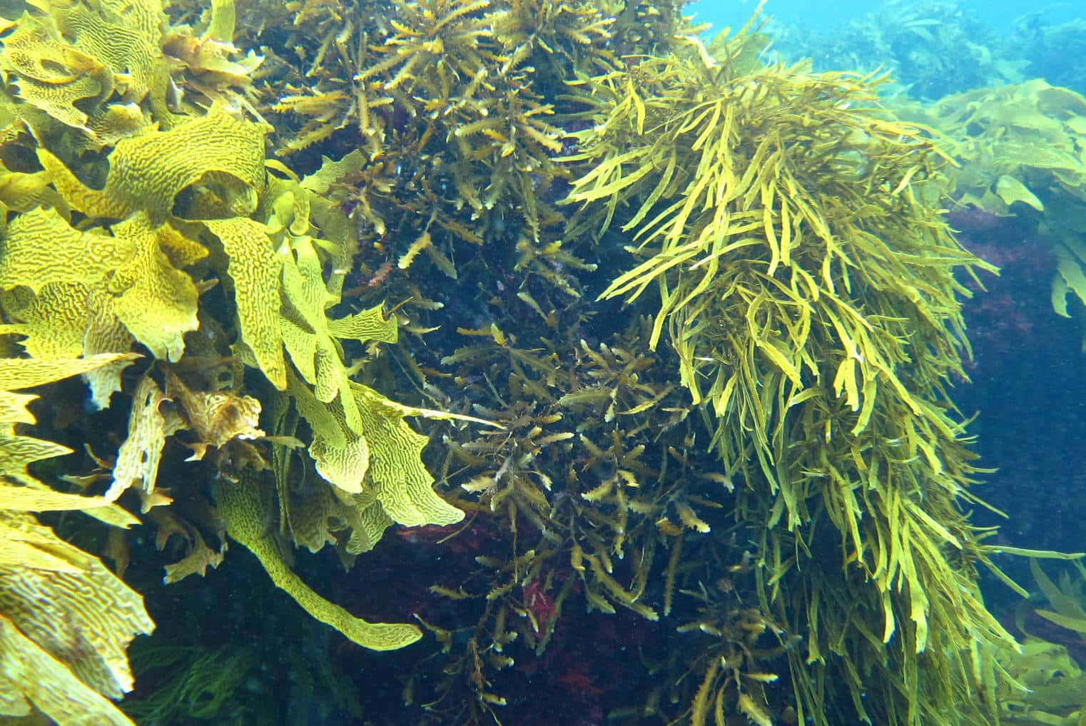 Sea Weed 桌布 壁紙 — 充滿活力的黃綠色海帶在水下搖曳，帶有複雜的葉狀紋理和深藍色陰影。