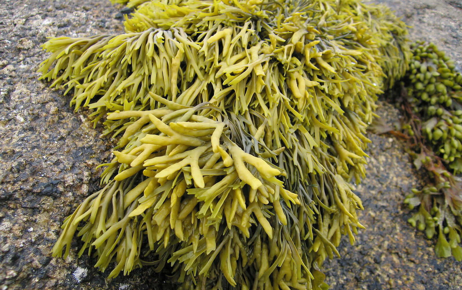 Sea Weed 桌布 壁紙 — 充滿活力的黃綠色海藻緊密地附著在沿海環境中紋理化的灰色岩石表面。