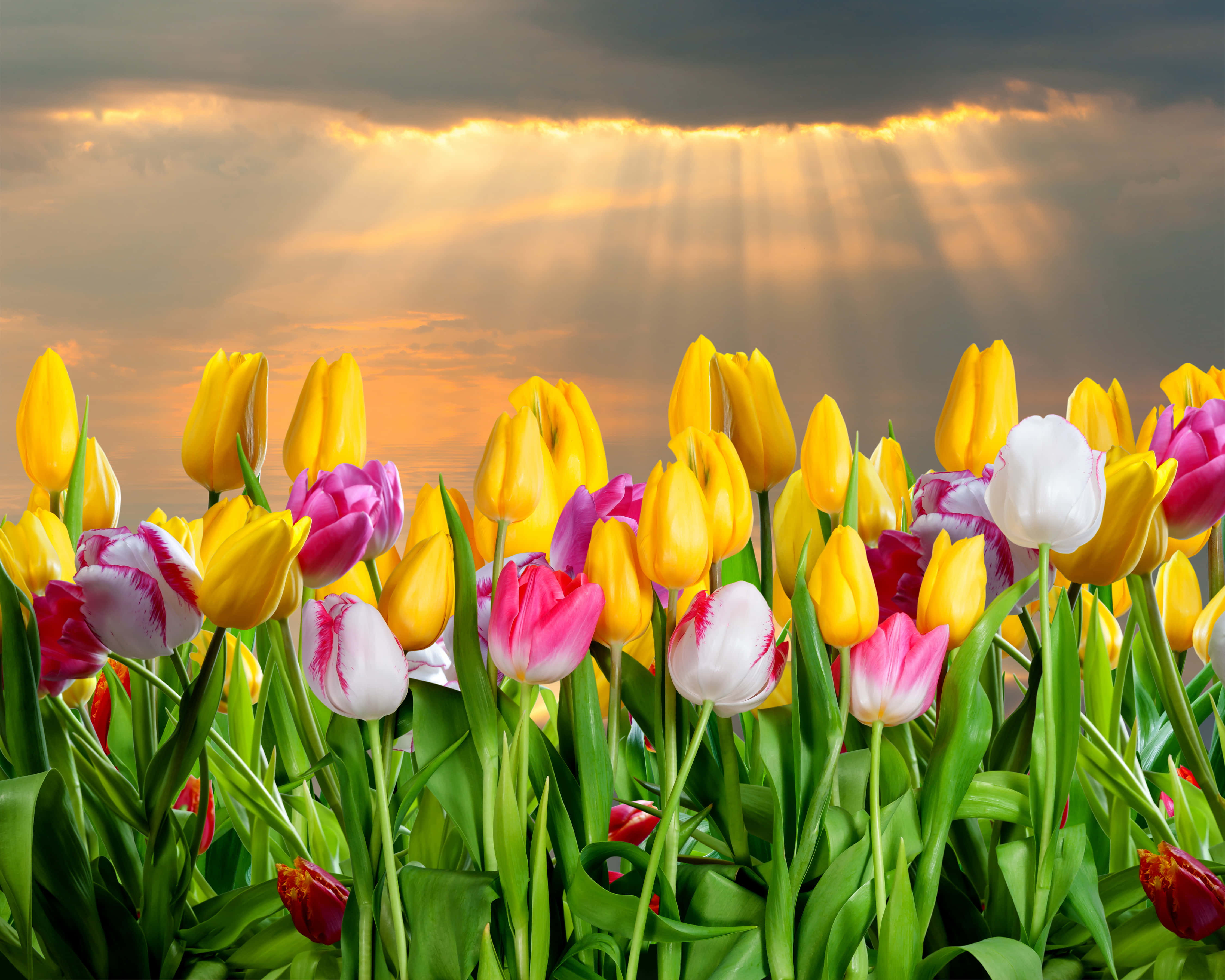 Yellow Tulips 桌布 壁紙 — 充滿活力的黃色、粉紅色和白色鬱金香田野，沐浴在日落時穿透戲劇性雲層的金色陽光中。