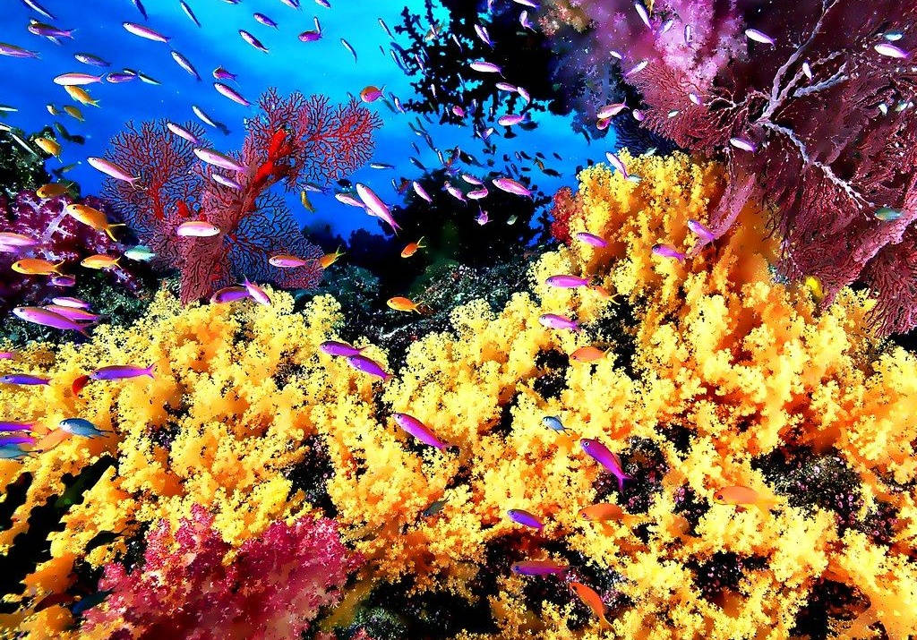 海洋 桌布 壁紙 — 充滿活力的黃色、粉紅色和紅色珊瑚礁，色彩繽紛的魚群在清澈的藍色海水下游動。