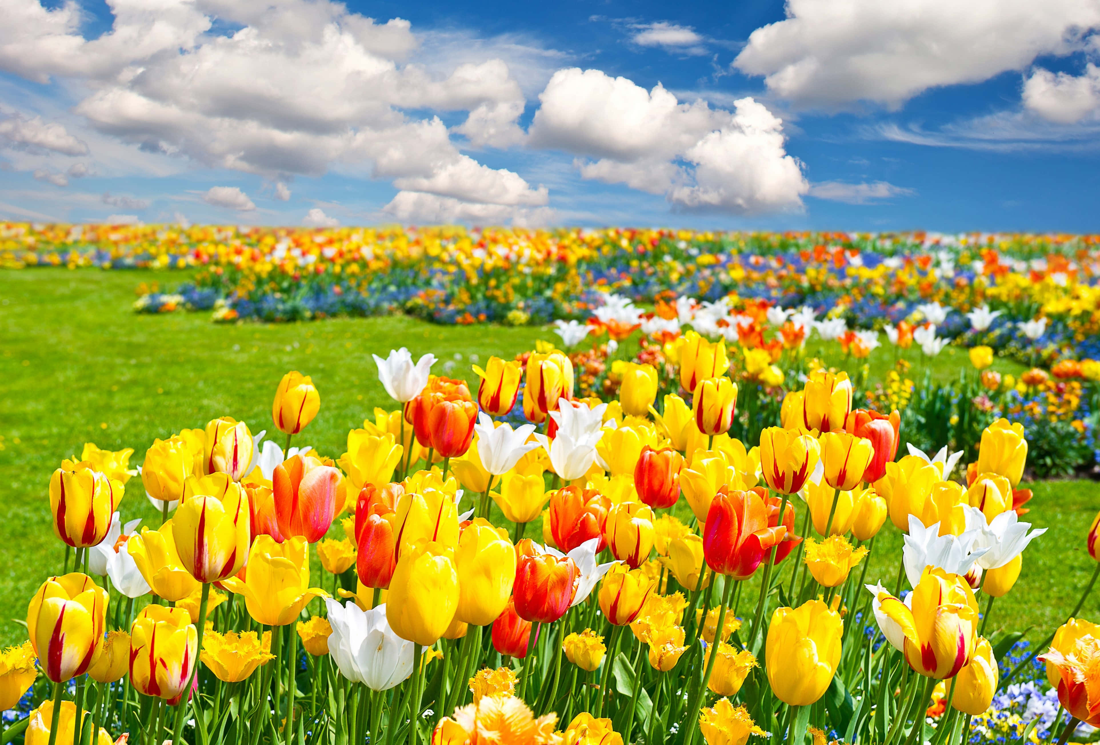 Tulip Field 桌布 壁紙 — 充滿活力的黃色、紅色和白色鬱金香田，在晴朗的藍天和蓬鬆的白雲下搖曳。