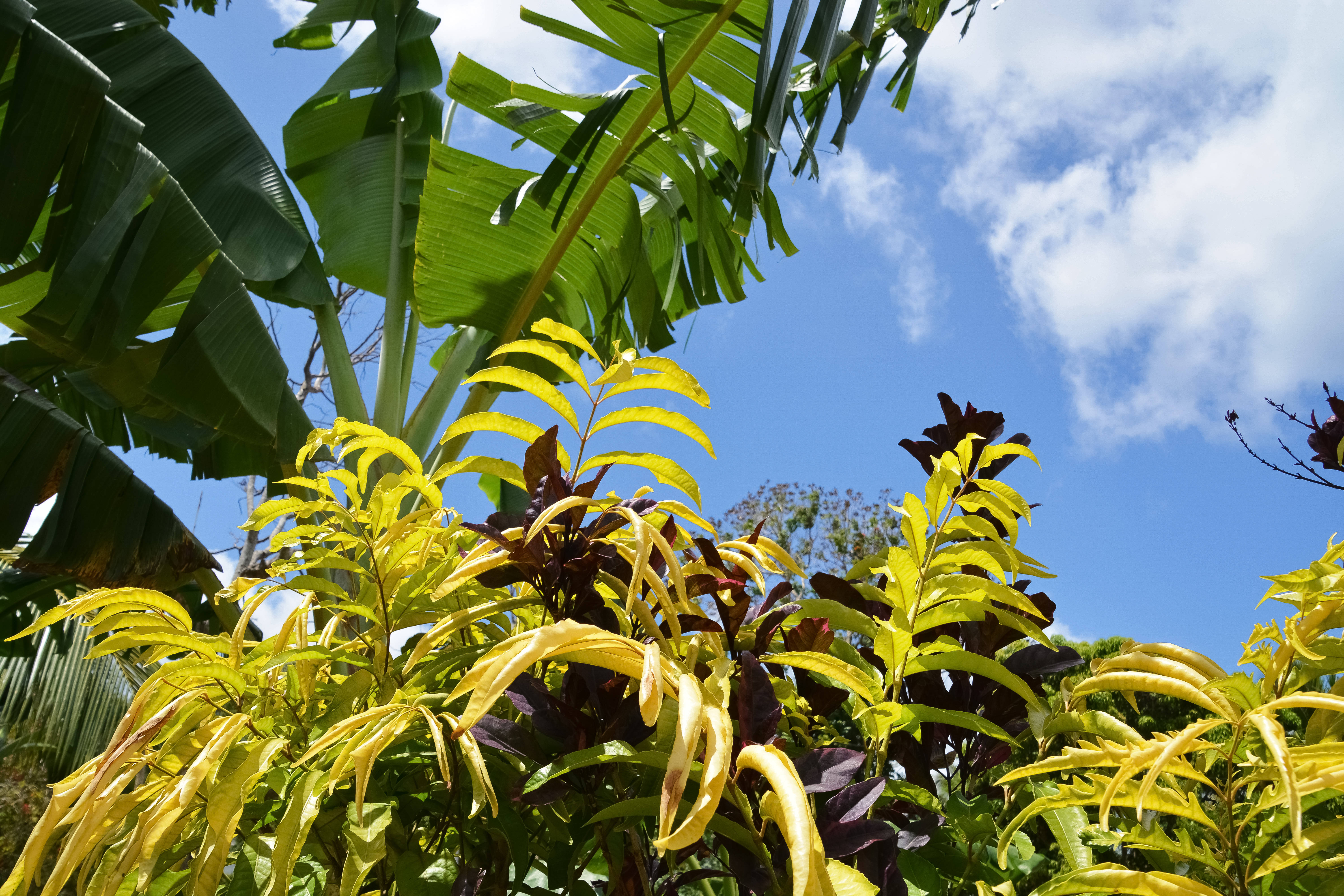 Vanuatu 桌布 壁紙 — 充滿活力的黃色和深紫色熱帶葉子與藍天白雲形成鮮明對比。