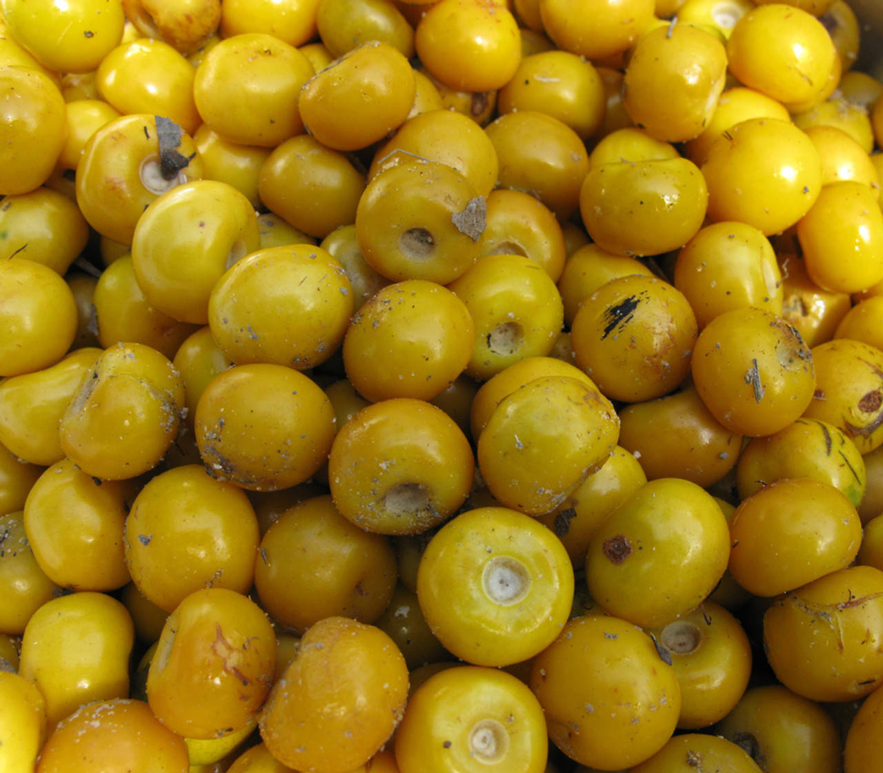 Fruits 桌布 壁紙 — 充滿活力的黃色櫻桃番茄特寫，表面帶有露珠和自然瑕疵。