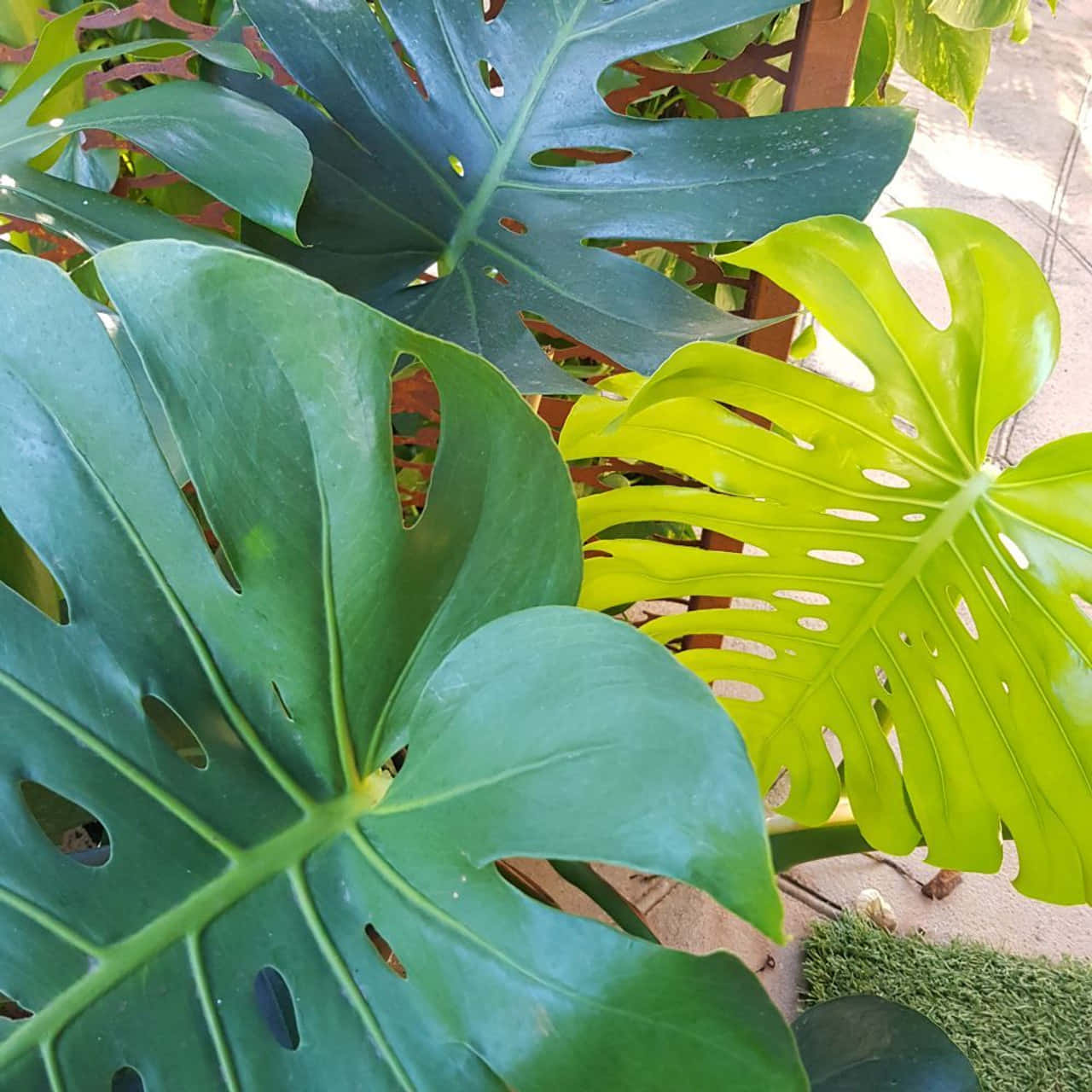 龜背芋 桌布 壁紙 — 充滿活力的龜背竹葉帶有天然孔洞，在陽光下沐浴，背景是模糊的戶外庭院。