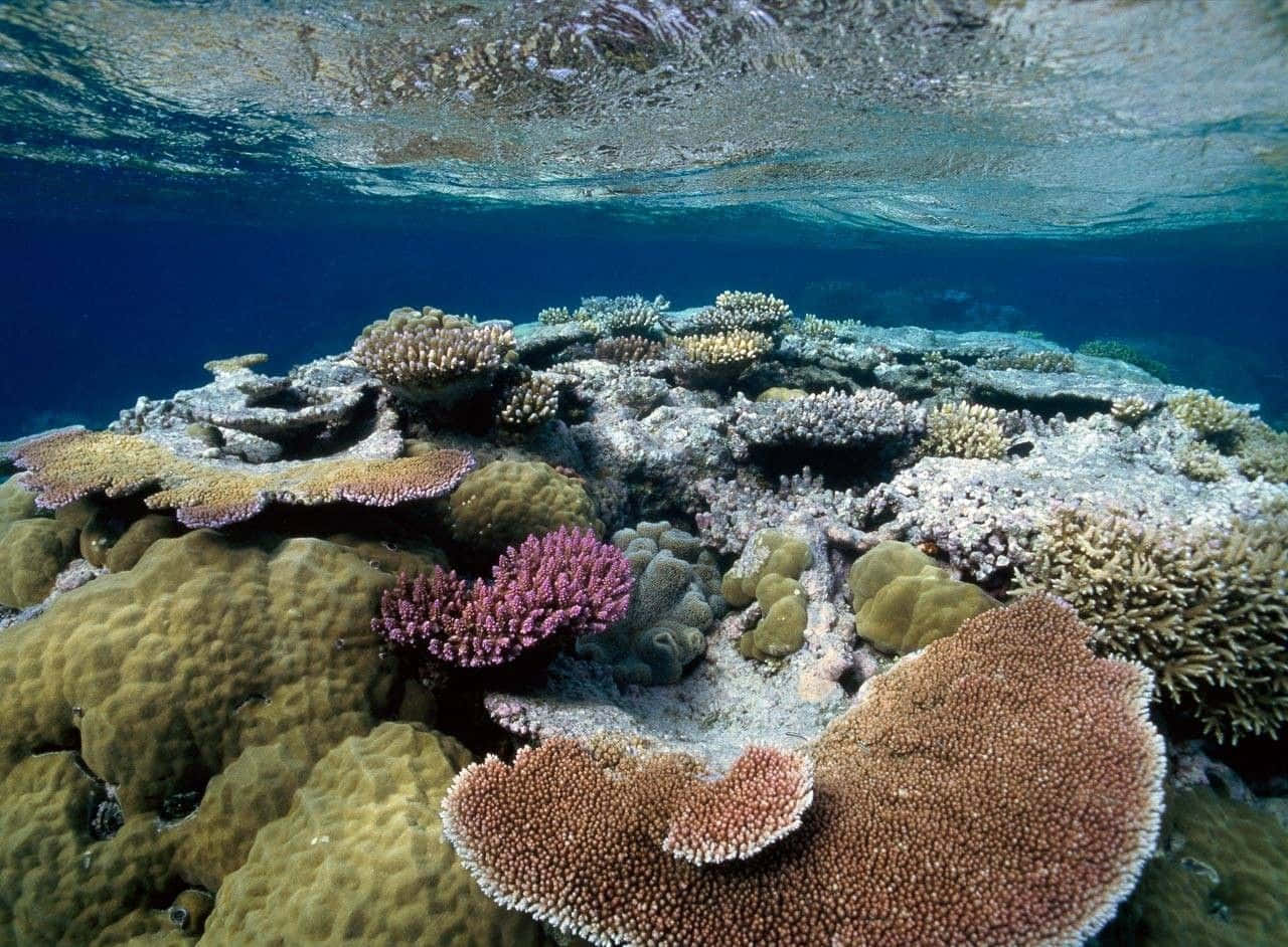 coral 桌布 壁紙 — 充滿生機的 vibrant 珊瑚礁，在陽光照射的碧綠海水表面附近繁衍生息。