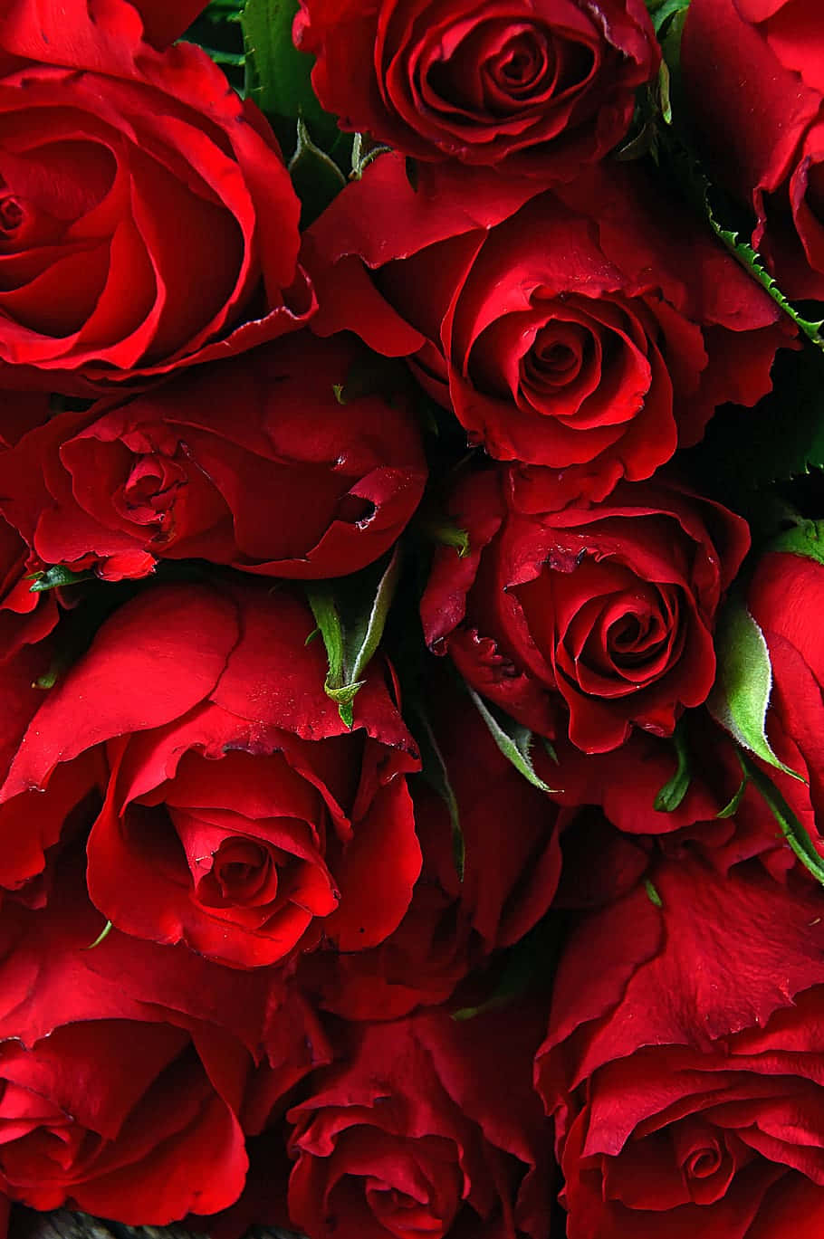 Rose Flower 桌布 壁紙 — 充滿生氣的紅色玫瑰近距離特寫，帶有露珠和深綠色葉片，營造出豐富浪漫的質感。