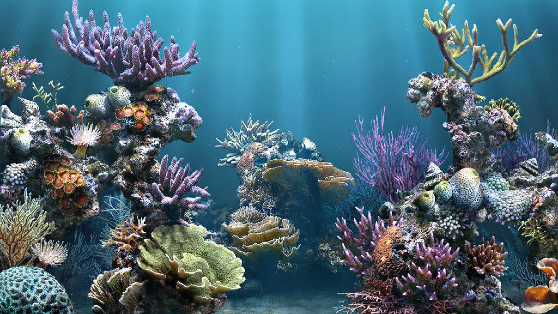 Aquarium 桌布 壁紙 — 充滿色彩繽紛海洋生物的 vibrant 珊瑚礁，沐浴在藍色水下陽光中。
