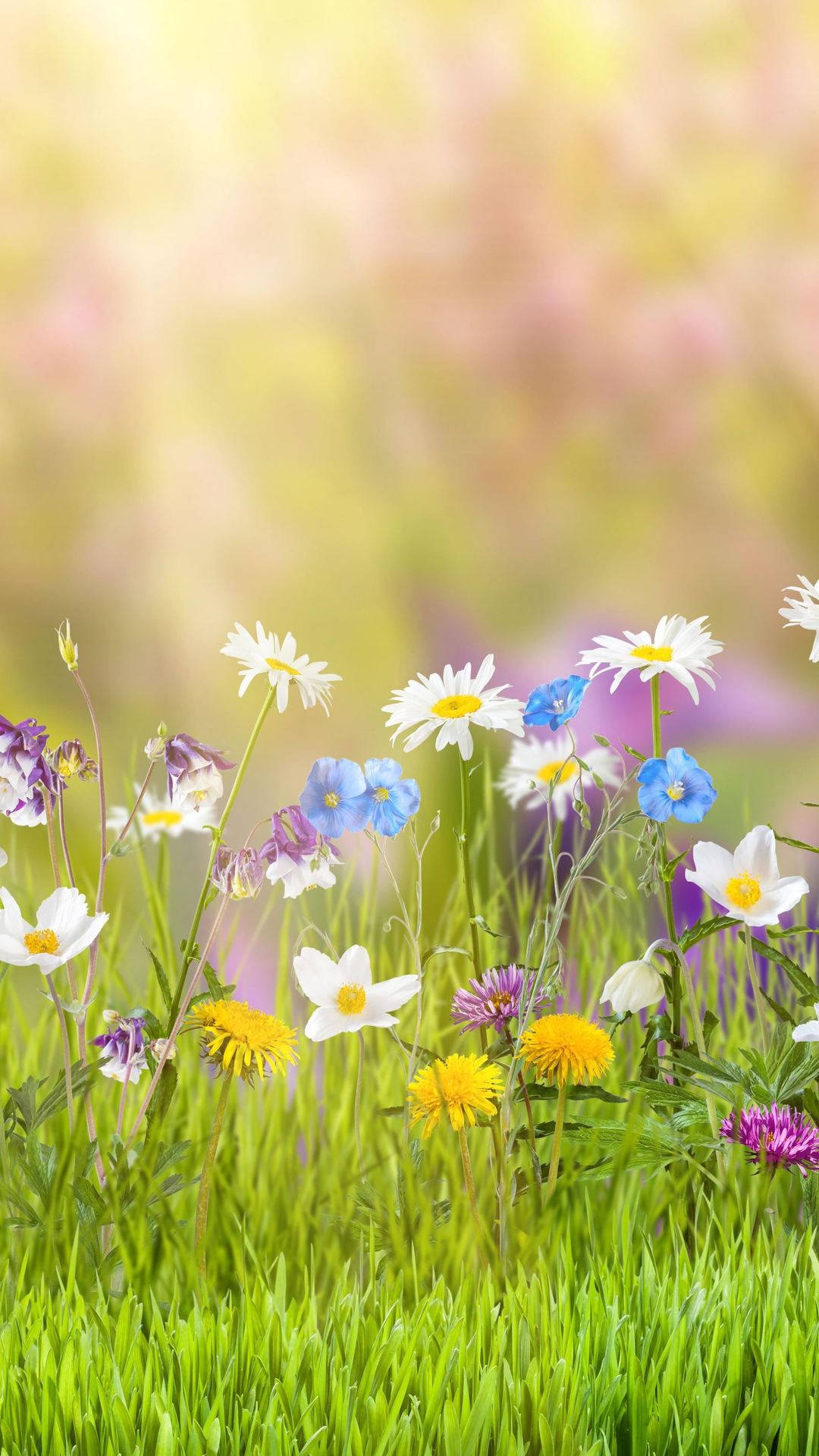 花朵美學動態圖 桌布 壁紙 — 充滿雛菊、藍鈴花和蒲公英的 vibrant 春季草地，沐浴在柔和的金色陽光下。