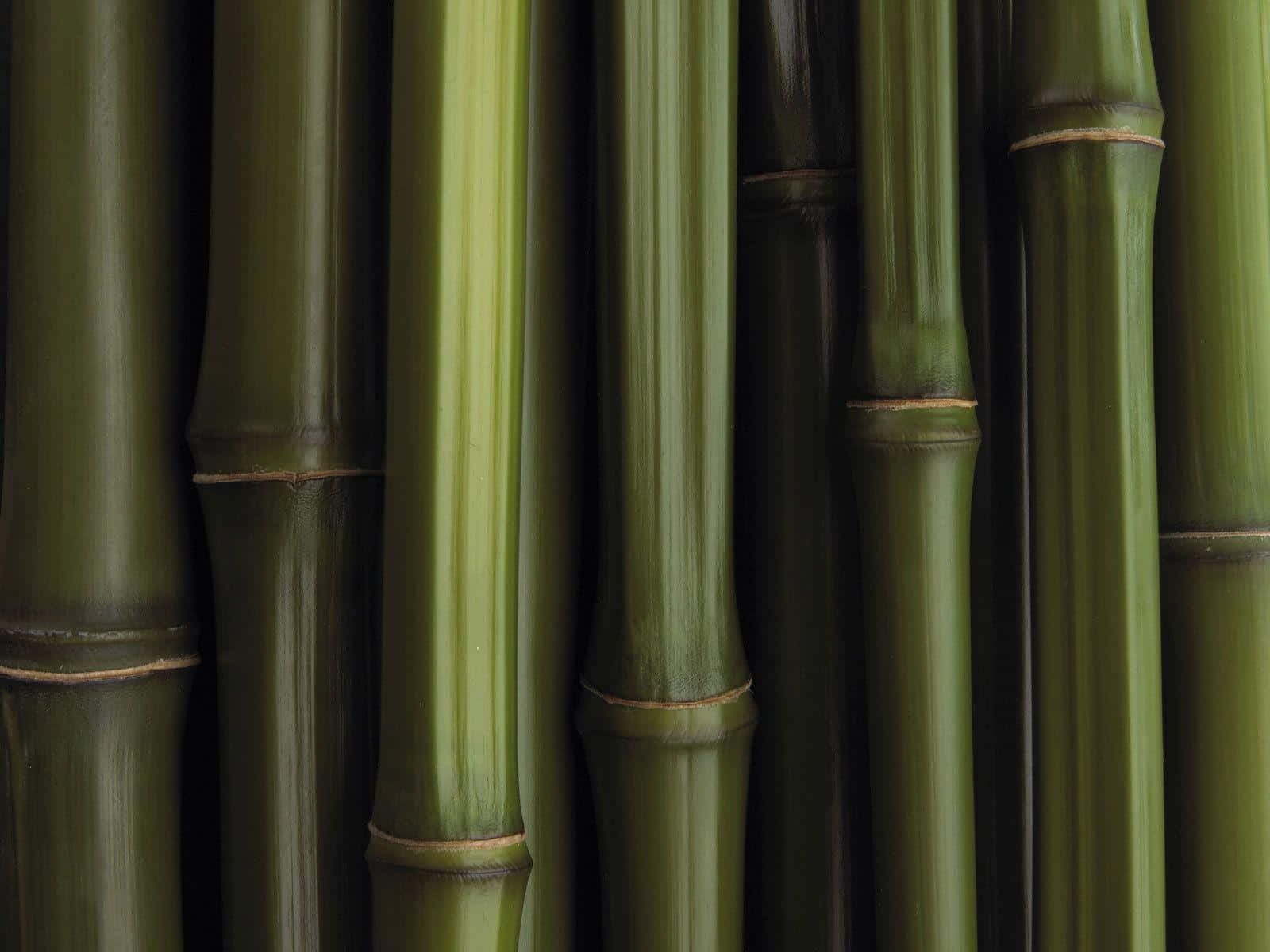 Bamboo Desktop 桌布 壁紙 — 光滑綠色竹莖的特寫，帶有自然節和微妙的光線反射。