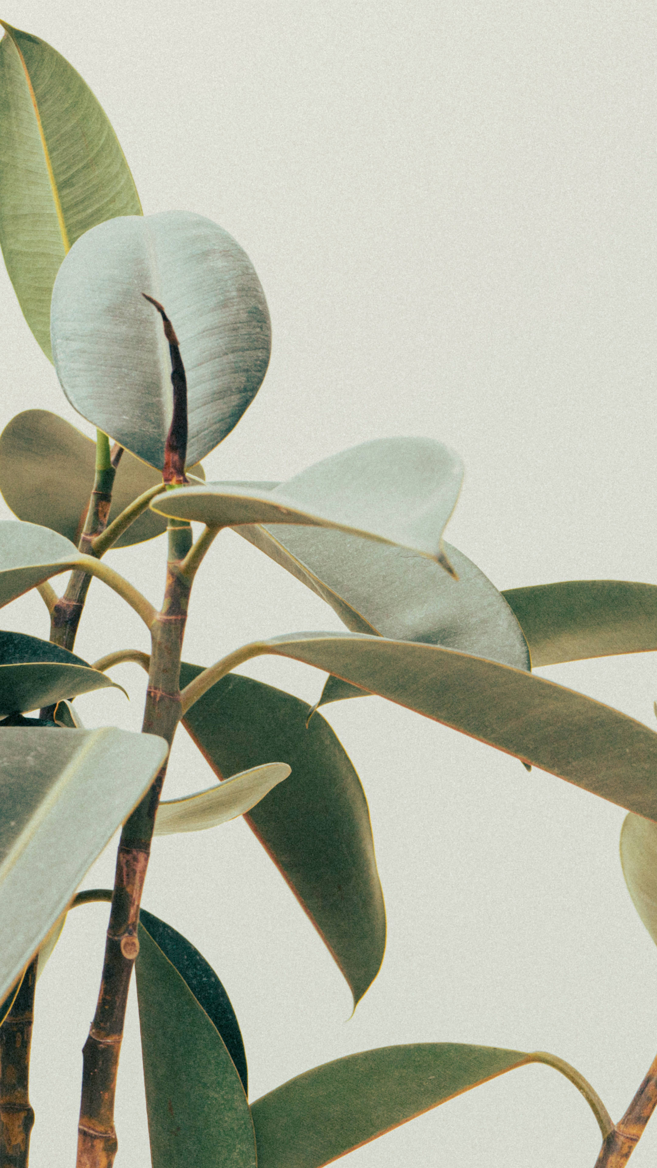 Plant Aesthetic 桌布 壁紙 — 光澤橡膠植物葉子的特寫，背景柔和低調，光線溫柔。