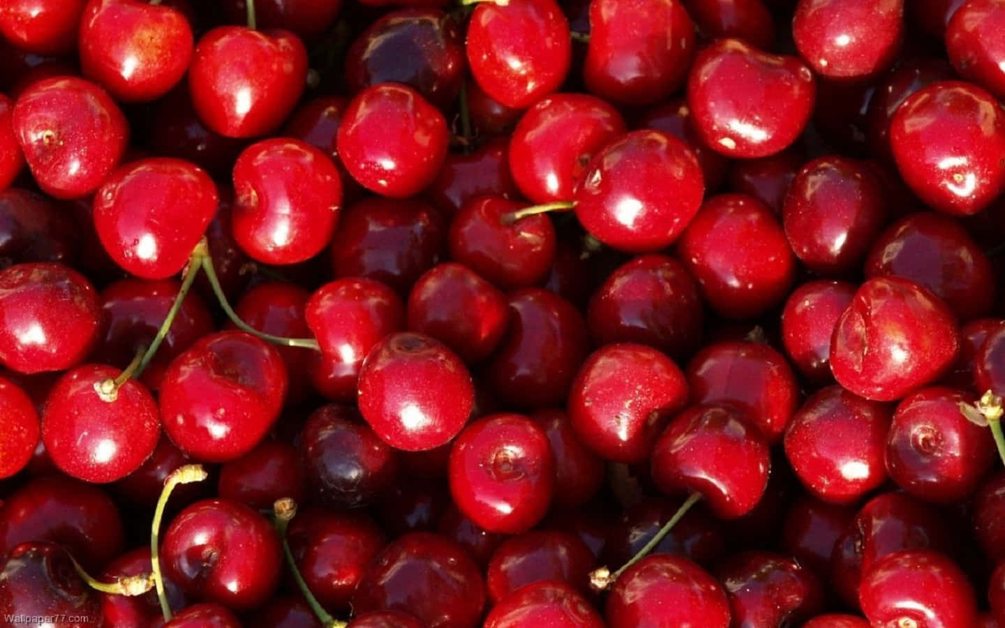 Cherry 桌布 壁紙 — 光澤深紅色櫻桃的特寫，帶有綠色莖，在明亮光線下閃閃發光。
