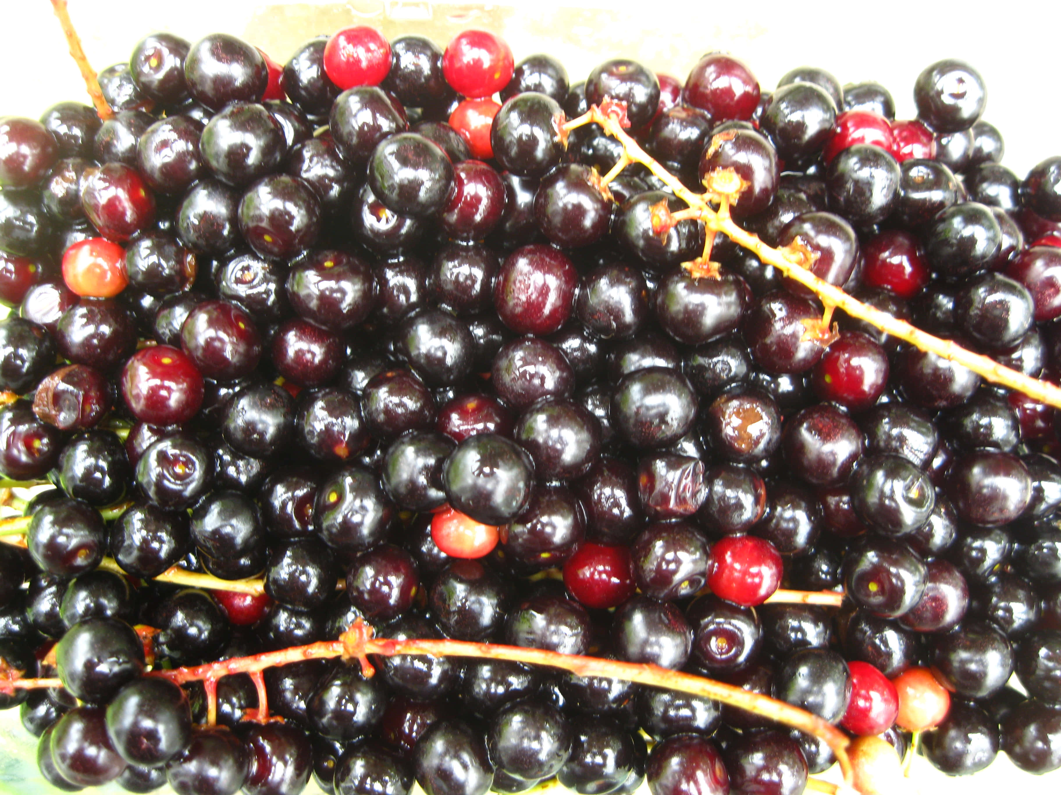 Black Cherry 桌布 壁紙 — 光澤深紫色櫻桃的特寫，有幾顆紅色櫻桃仍連著細莖。