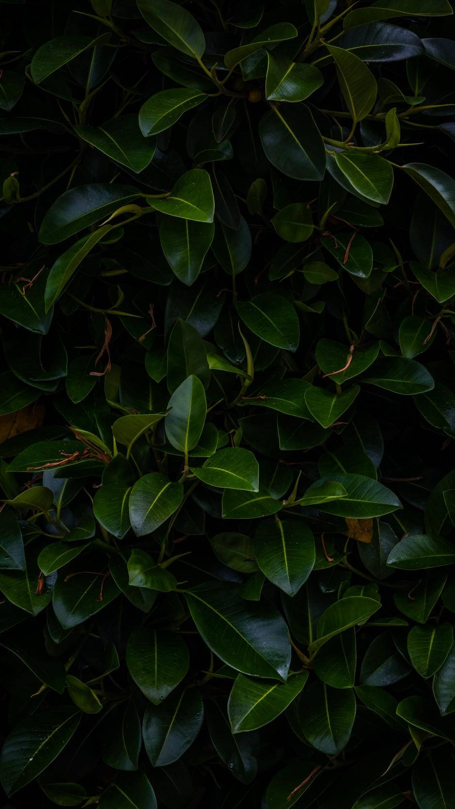 Leaves 桌布 壁紙 — 光澤深綠色葉子的特寫，帶有微妙的高光和陰影，營造出豐富的紋理圖案。