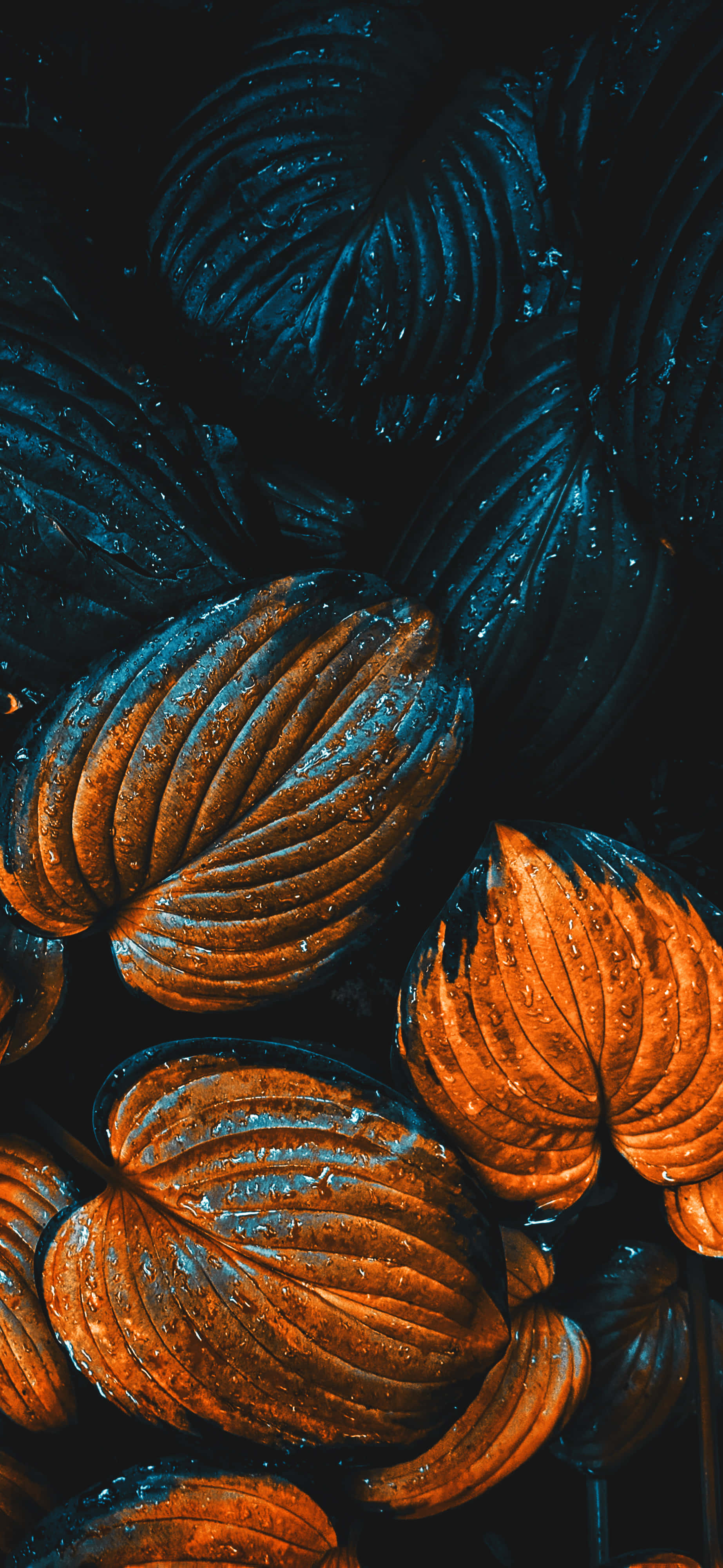 Fall Leaves iPhone 桌布 壁紙 — 光澤的橙色和藍綠色葉片帶有水珠，在黑暗背景下閃爍，呈現出情緒化的特寫。