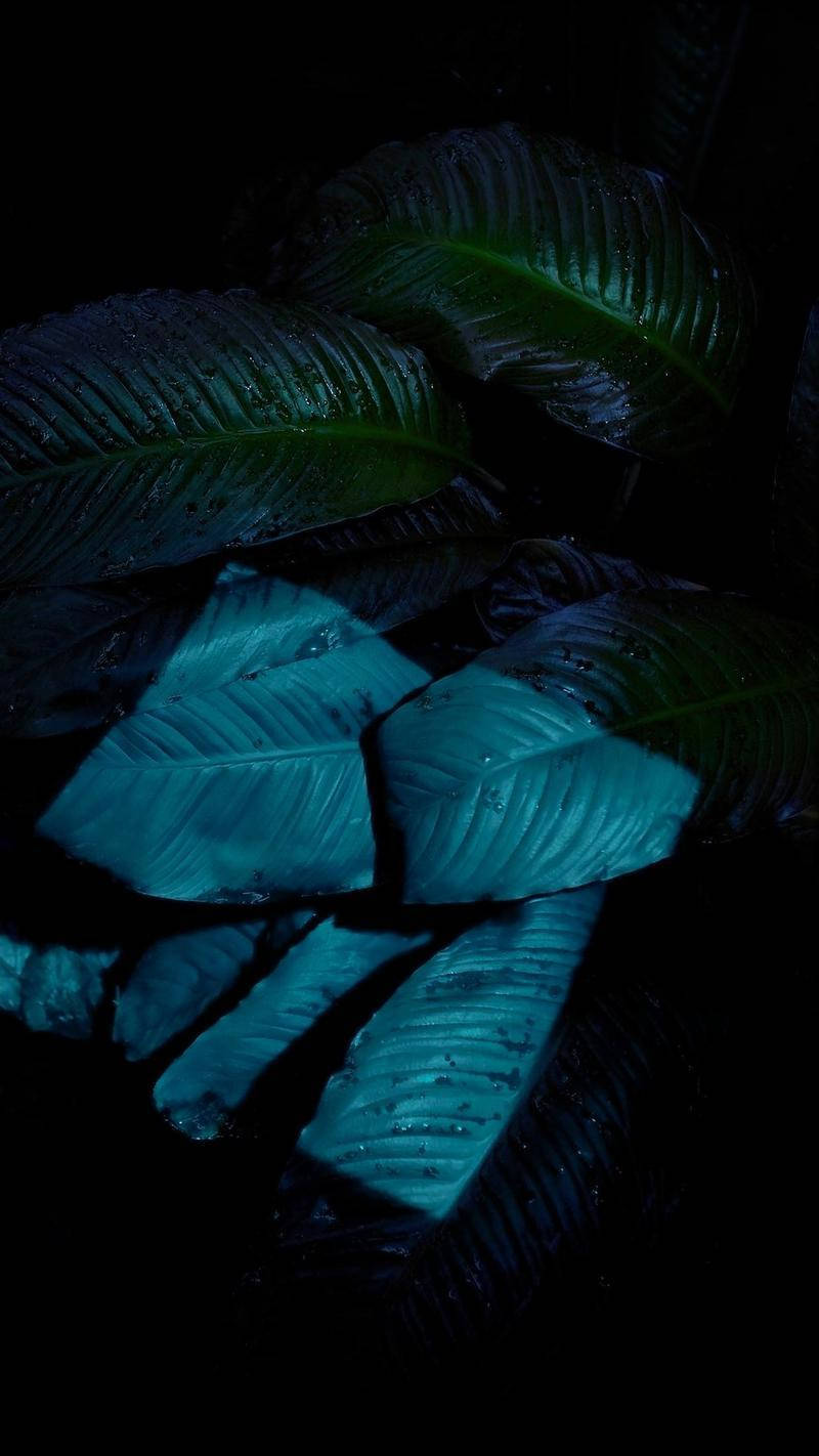 Leaves 桌布 壁紙 — 光澤的熱帶葉子在戲劇性的暗光下發出電藍色和深綠色的光芒。