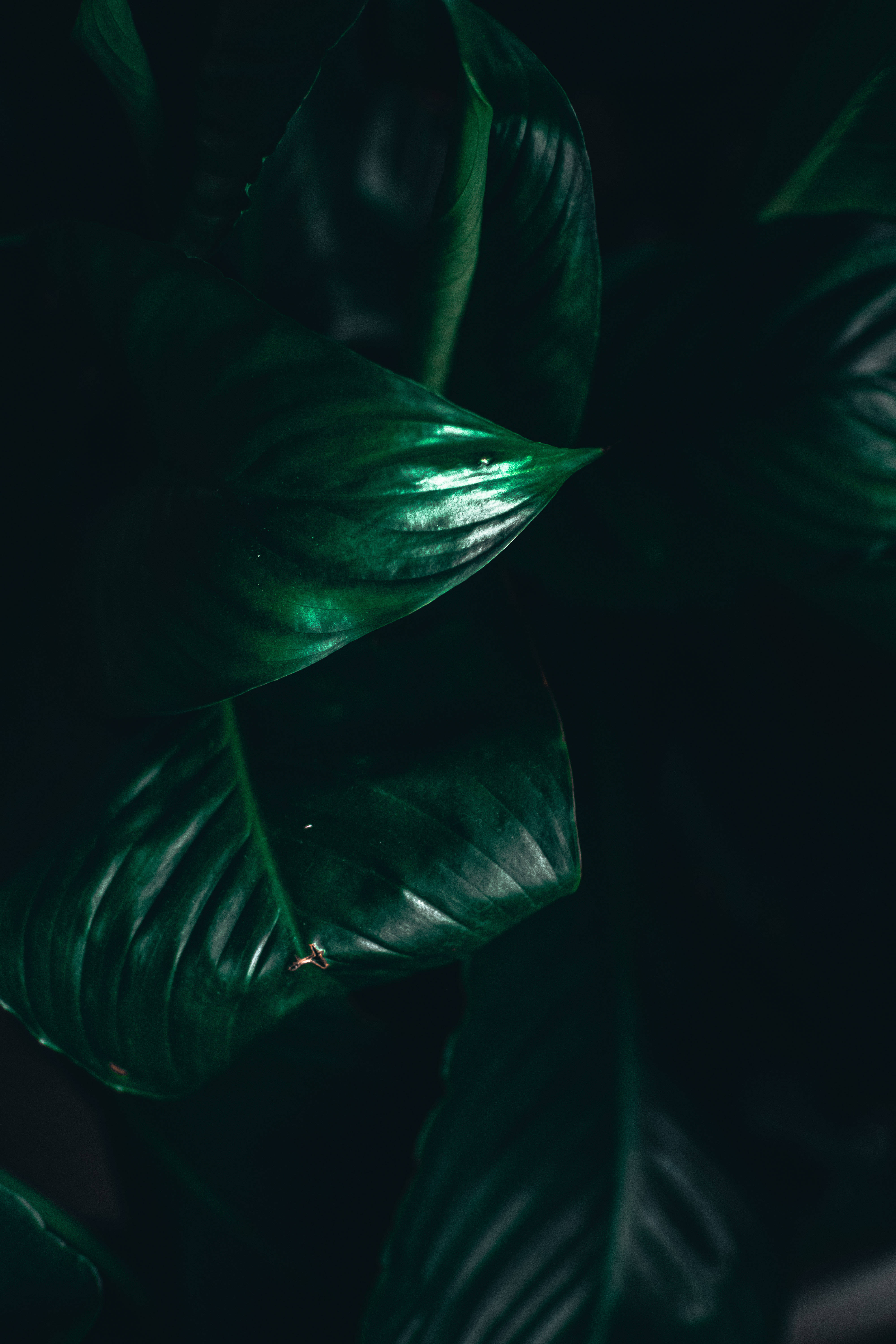 深綠色動畫 桌布 壁紙 — 光澤的翡翠綠葉在深邃陰影背景下散發著細膩的高光。