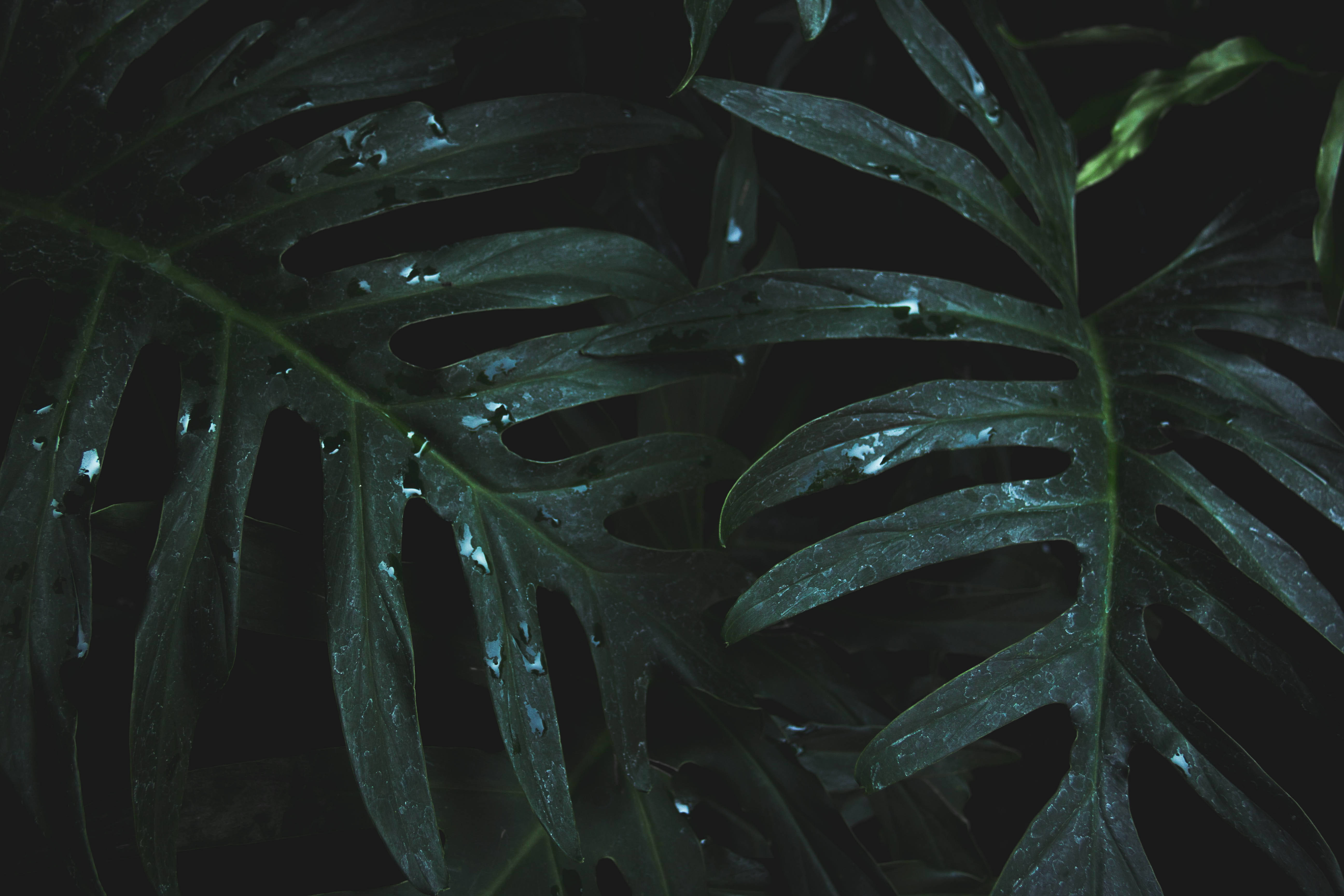 Plant Aesthetic 桌布 壁紙 — 光澤的龜背竹葉在深黑色背景上閃爍著雨滴，呈現出陰鬱的特寫。