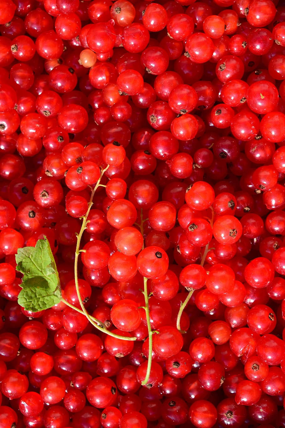 Fruits 桌布 壁紙 — 光澤紅醋栗的鮮明特寫，一片綠葉和莖增添對比。