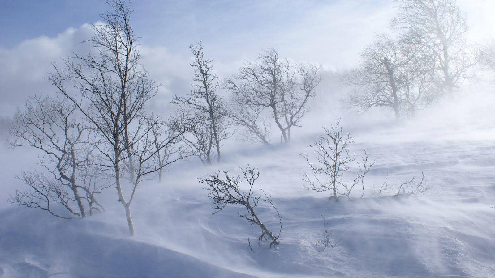 冬天 桌布 壁紙 — 光禿的樹木在暴風雪中堅韌地挺立，雪花旋轉，天空呈現淡藍色。