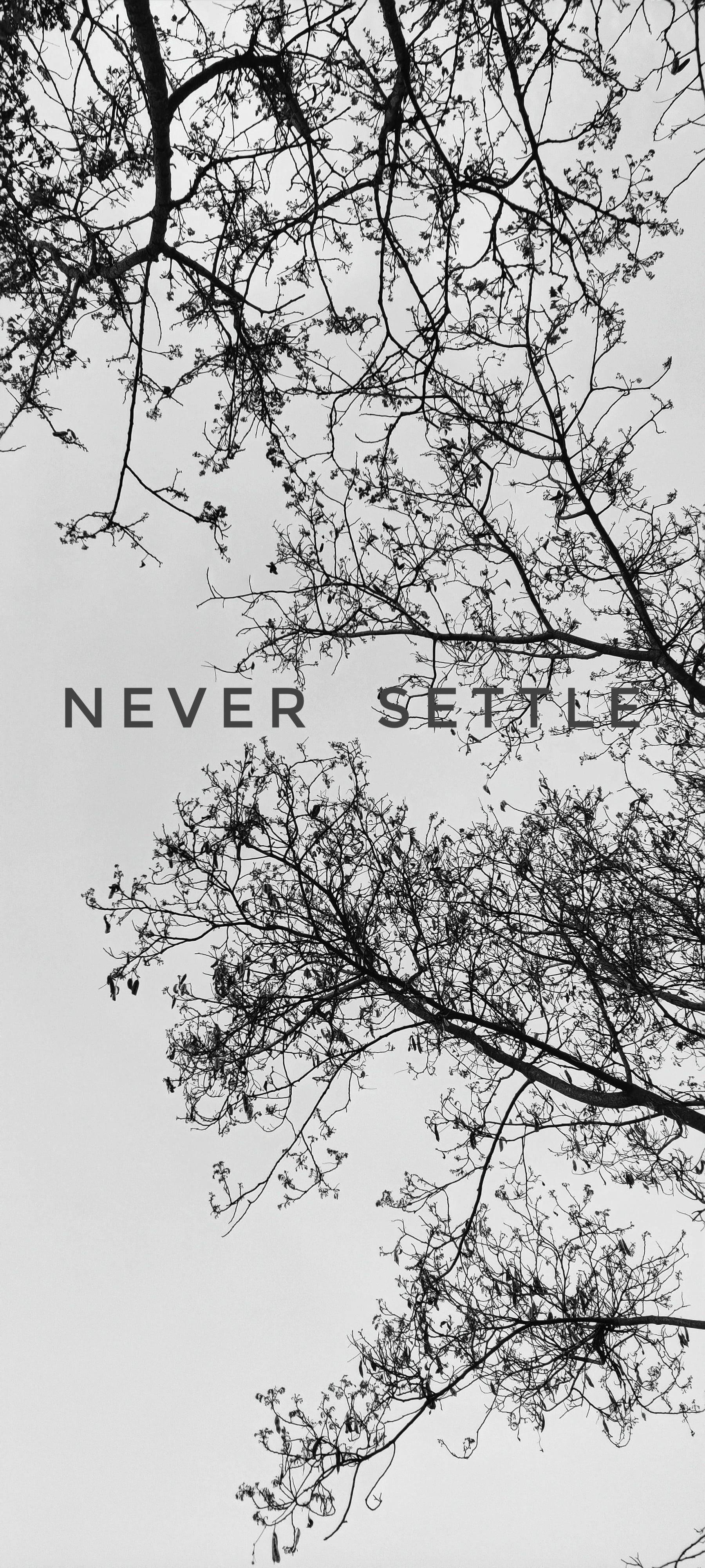 語錄 桌布 壁紙 — 光禿的樹枝框住天空，並以單色顯示粗體文字 never settle。