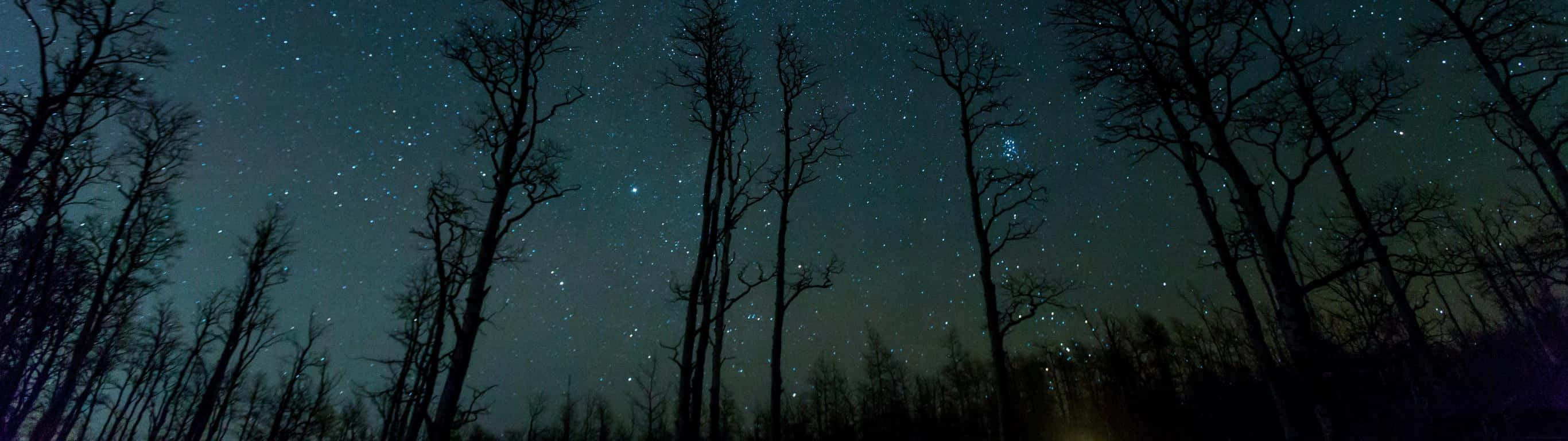 光禿禿的樹木剪影映襯著星空夜空。 — 超寬 GIF 壁紙