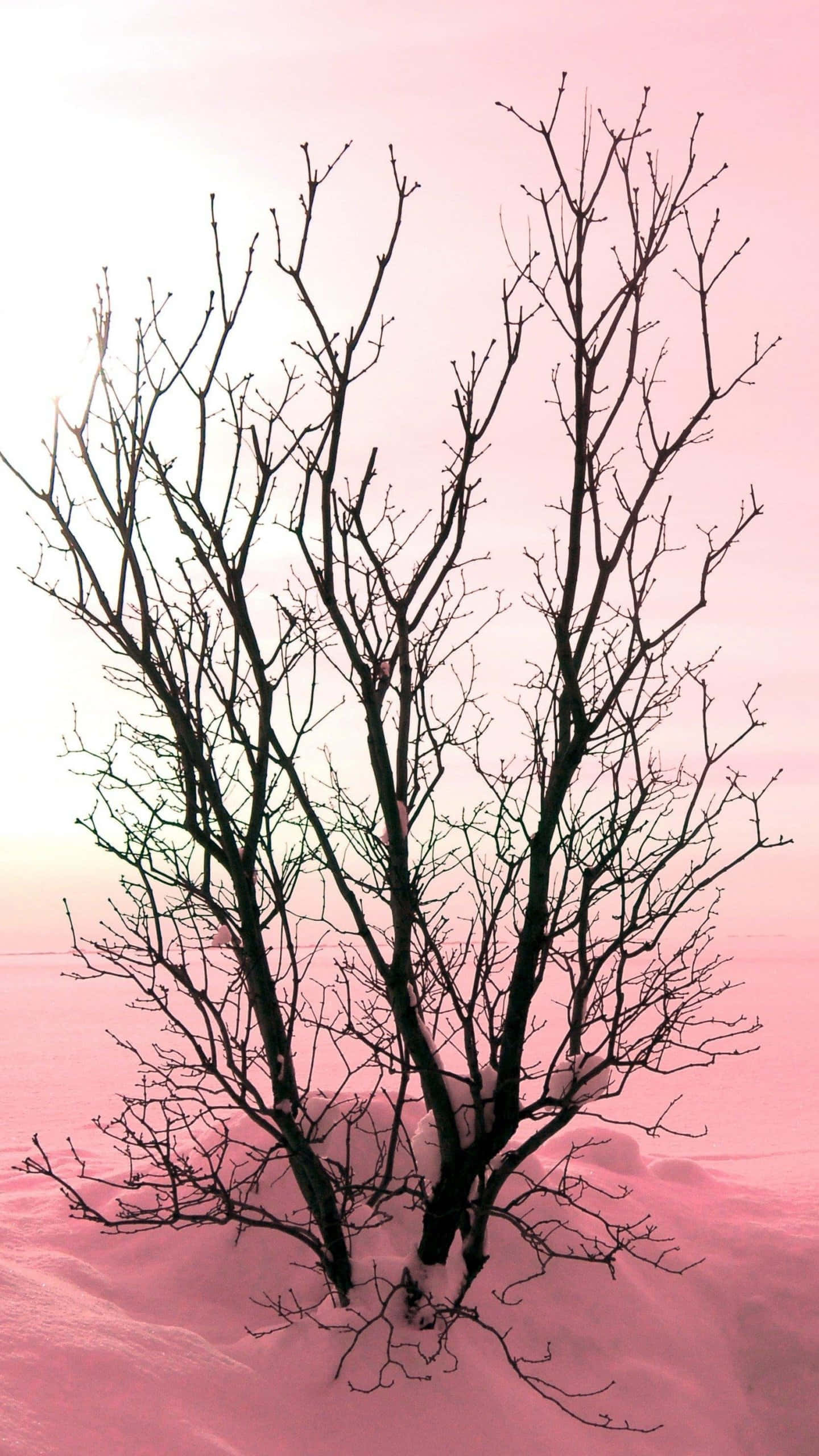Minimalist Pink 桌布 壁紙 — 光禿禿的樹木剪影在雪地上方柔和粉紅與白色的冬日天空中鮮明矗立。