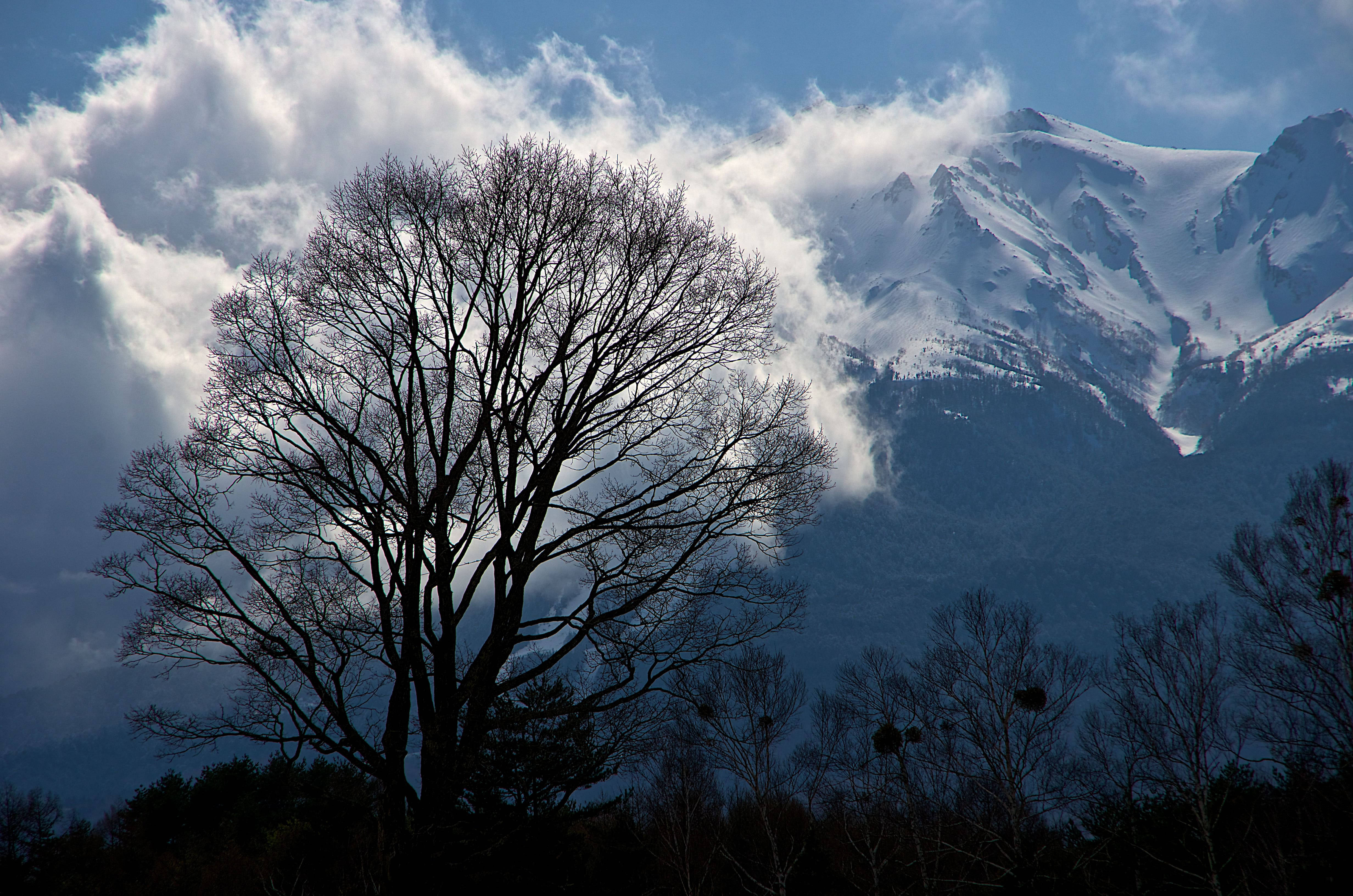 雪山 桌布 壁紙 — 光禿禿的樹木剪影矗立在白雪覆蓋的山脈前，天空烏雲密布，氣氛戲劇化。