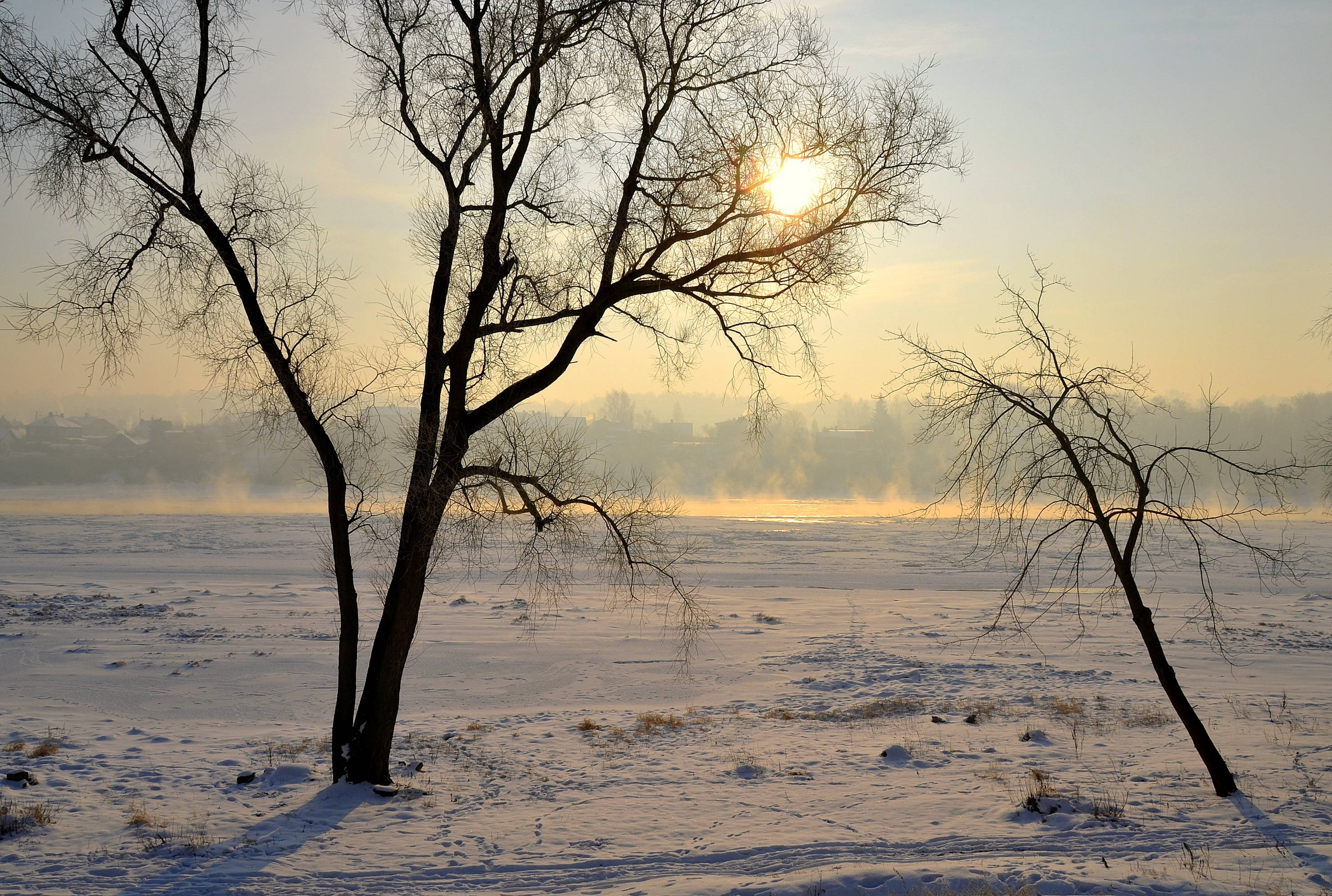 Lithuania 桌布 壁紙 — 光禿禿的樹木剪影矗立在雪地上，太陽在它們身後升起，穿過樹枝灑下金色的光芒。