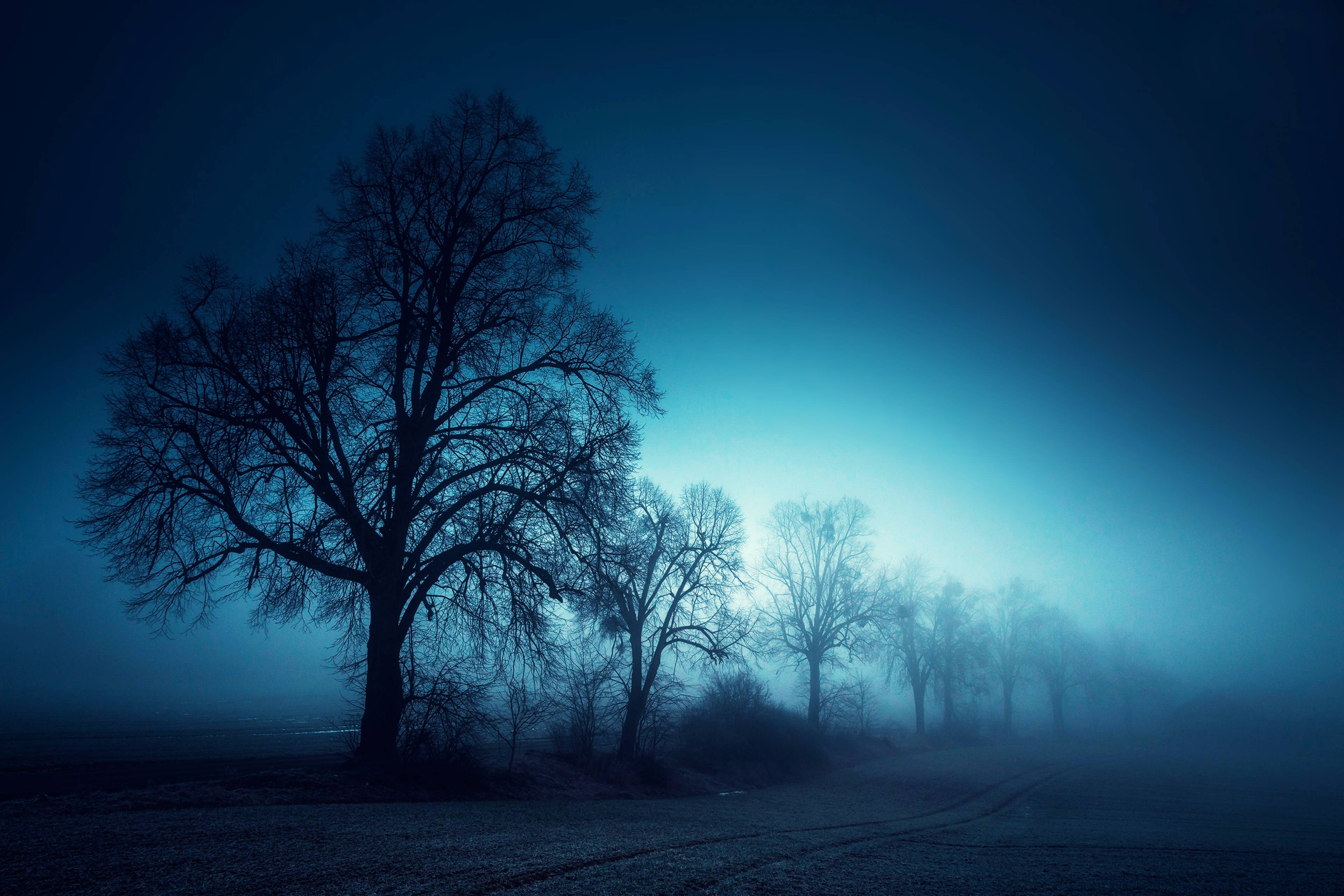Foggy 桌布 壁紙 — 光禿禿的樹木剪影矗立在霧氣瀰漫的道路旁，背景是深藍色的暮色天空。