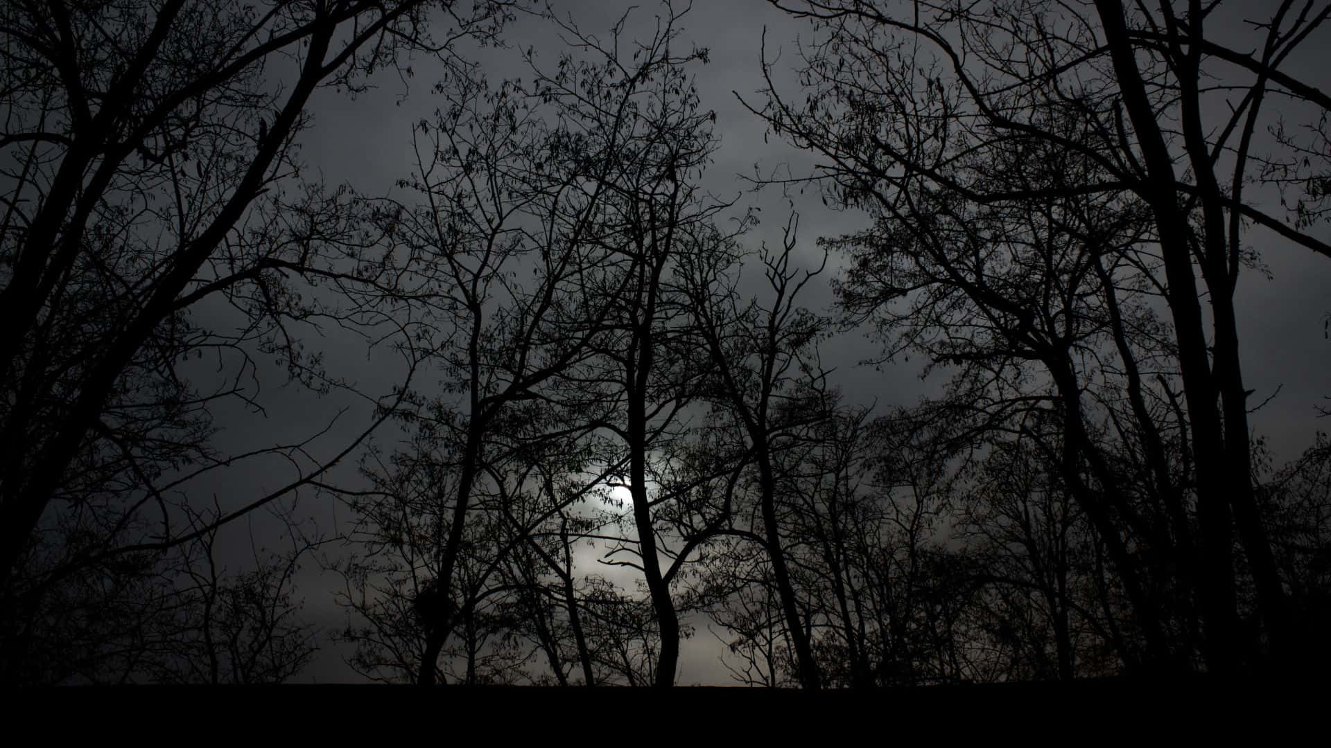 Haunted Forests 桌布 壁紙 — 光禿禿的樹木剪影襯托著一輪蒼白的月亮，在多雲的夜空中閃耀。