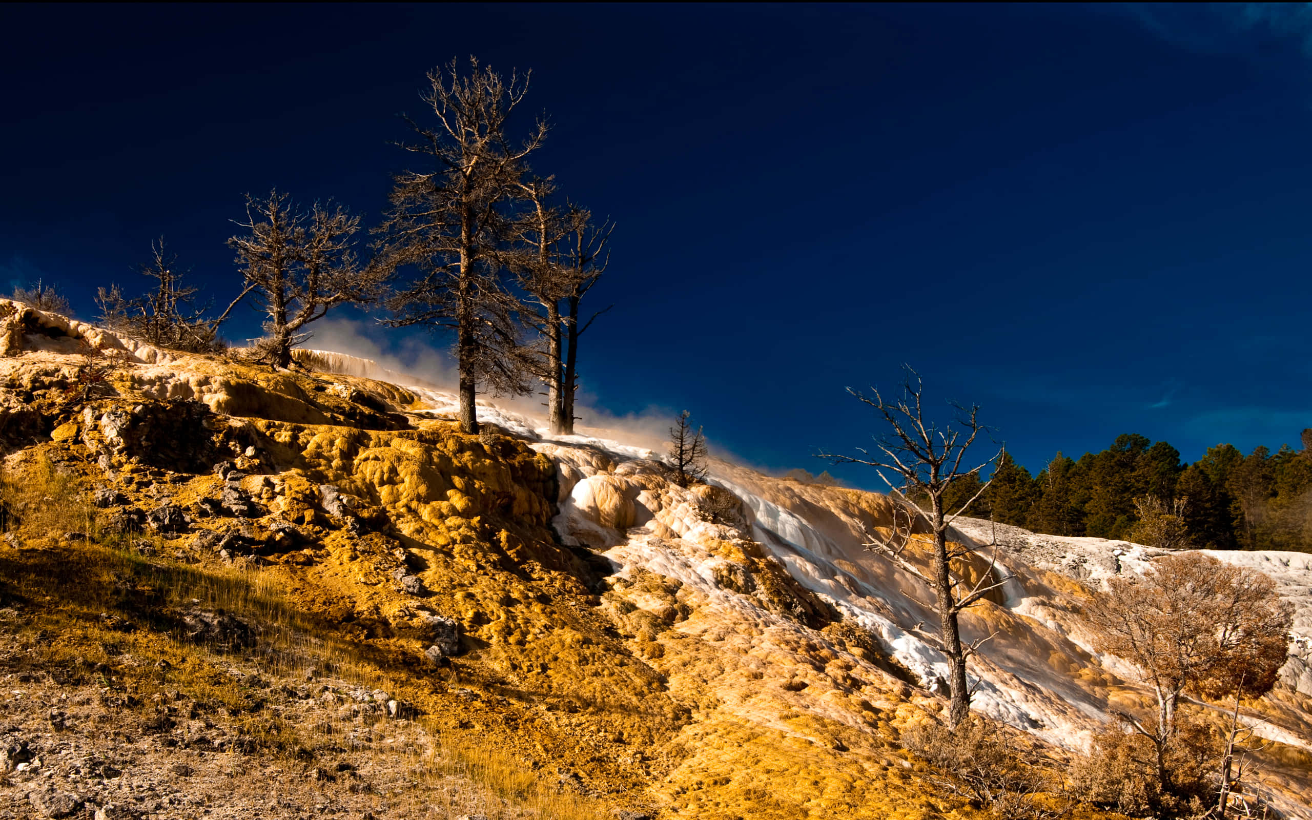 Yellowstone 桌布 壁紙 — 光禿禿的樹木矗立在充滿活力的黃色硫磺山坡上，蒸氣在深藍色的天空下升起。