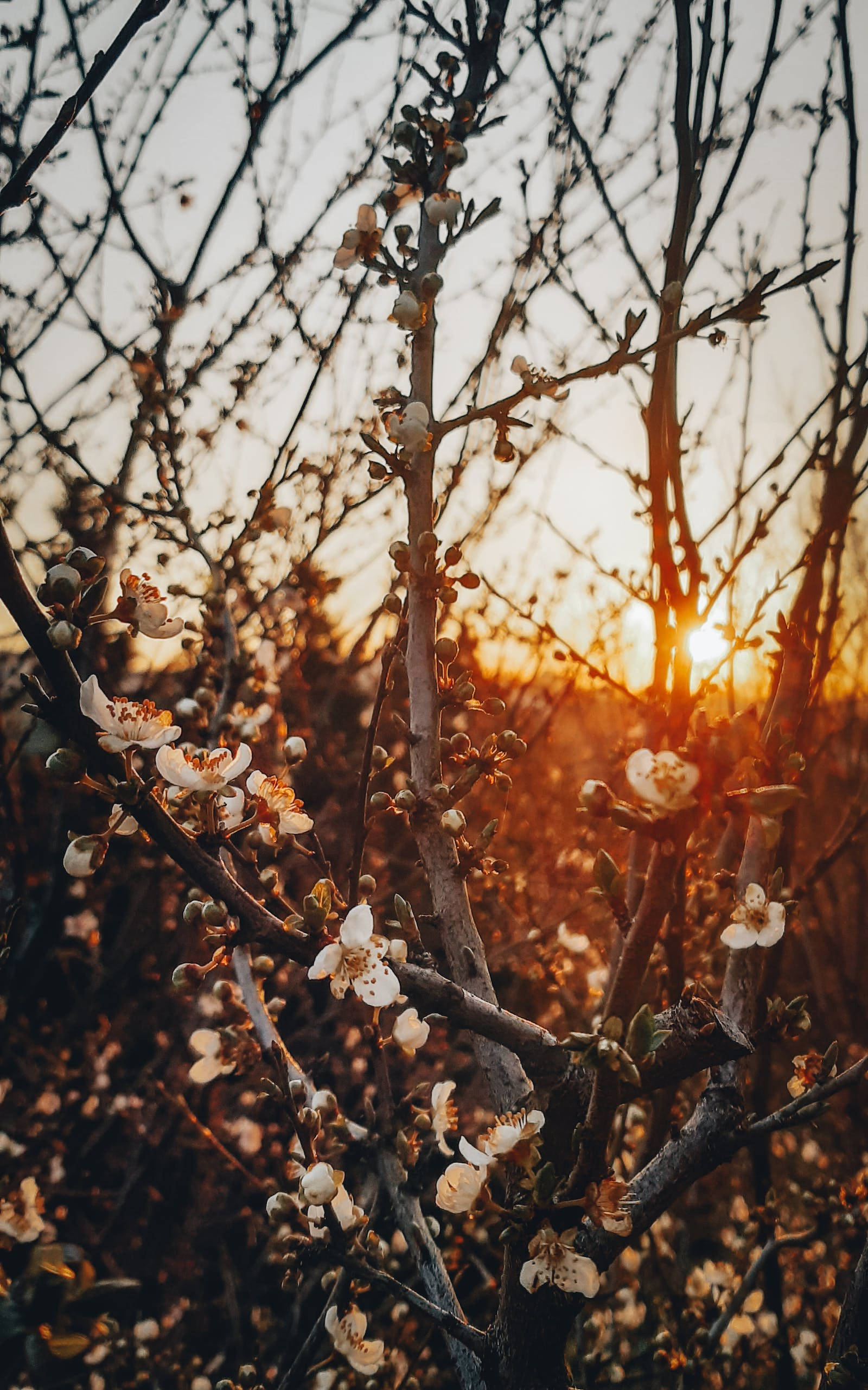 花卉 桌布 壁紙 — 光禿禿的樹枝上，精緻的白花在金色夕陽天空的映襯下溫暖地閃耀。