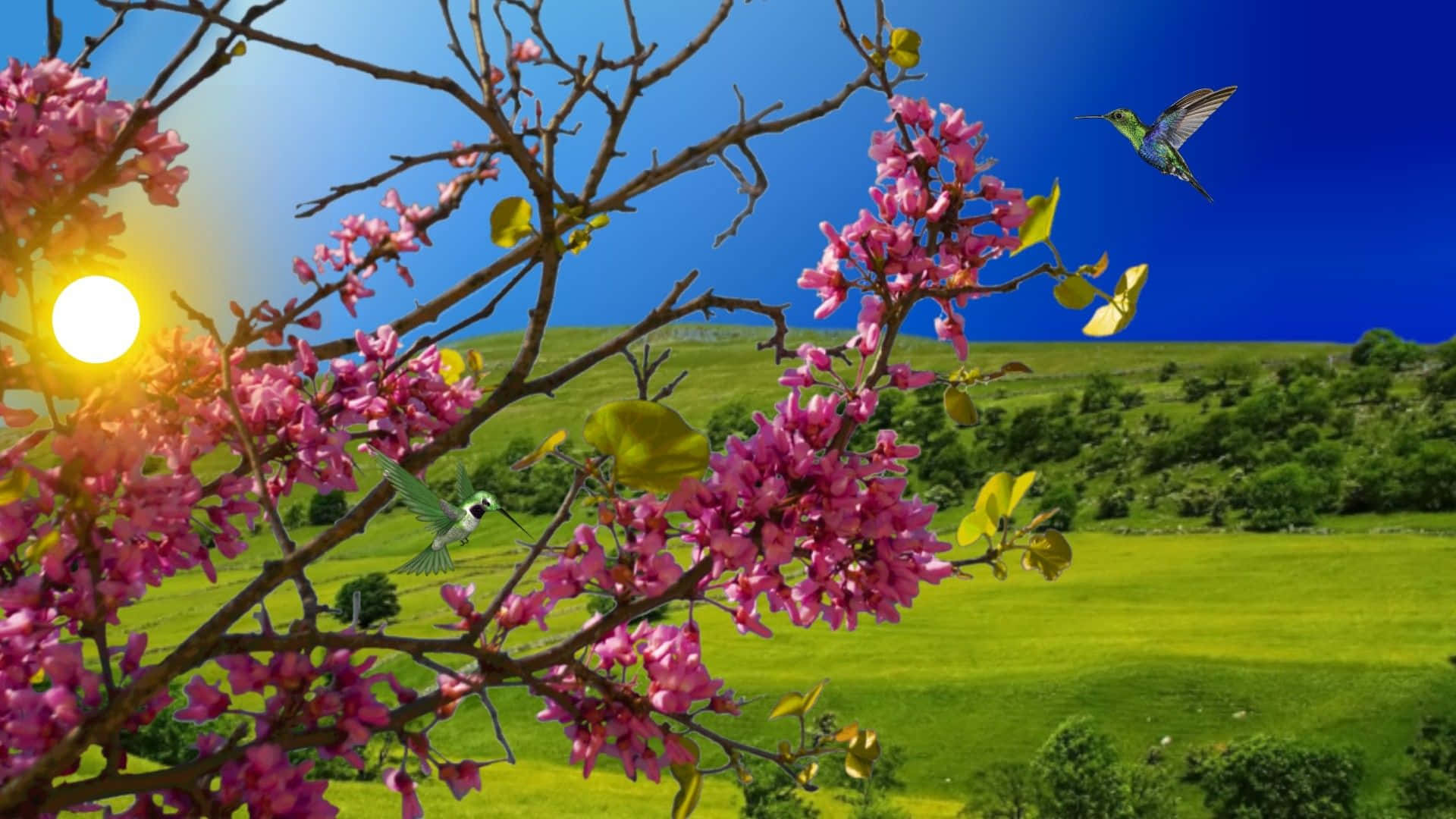 Flowers Laptop 桌布 壁紙 — 光禿禿的樹枝上盛開著鮮豔的粉紅色花朵，襯托著陽光明媚的綠色田野，蜂鳥在晴朗的藍天下飛翔。