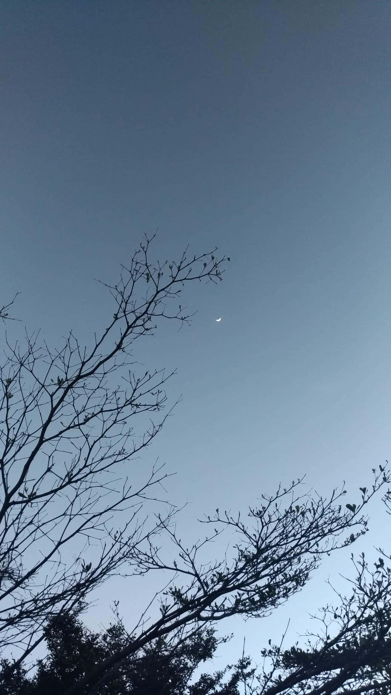 Blue And Gray 桌布 壁紙 — 光禿禿的樹枝以剪影姿態向上伸展，映襯著清澈的暮色天空和一彎纖細的娥眉月。