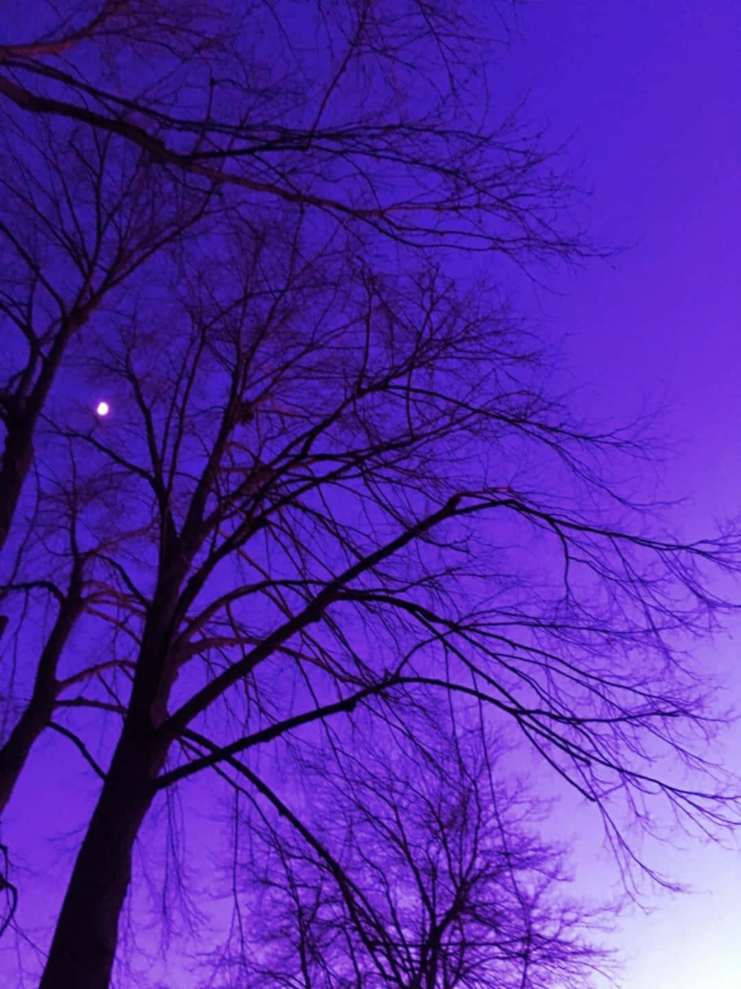 Aesthetic Purple 桌布 壁紙 — 光禿禿的樹枝剪影在充滿活力的紫色暮色天空中伸展，一輪蒼白的月亮清晰可見。
