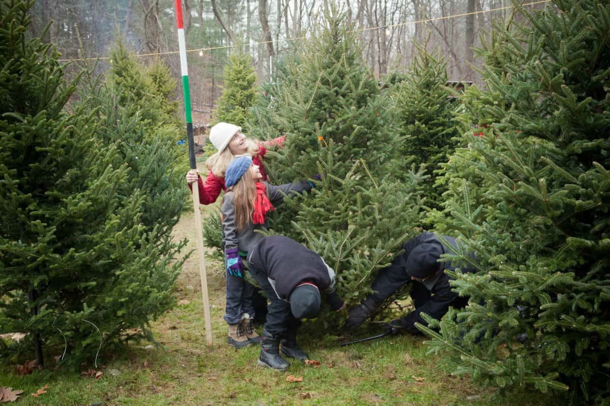 聖誕樹動畫 桌布 壁紙 — 兒童和成人在雪地森林中選擇聖誕樹，樹木光禿，掛有節日旗幟。