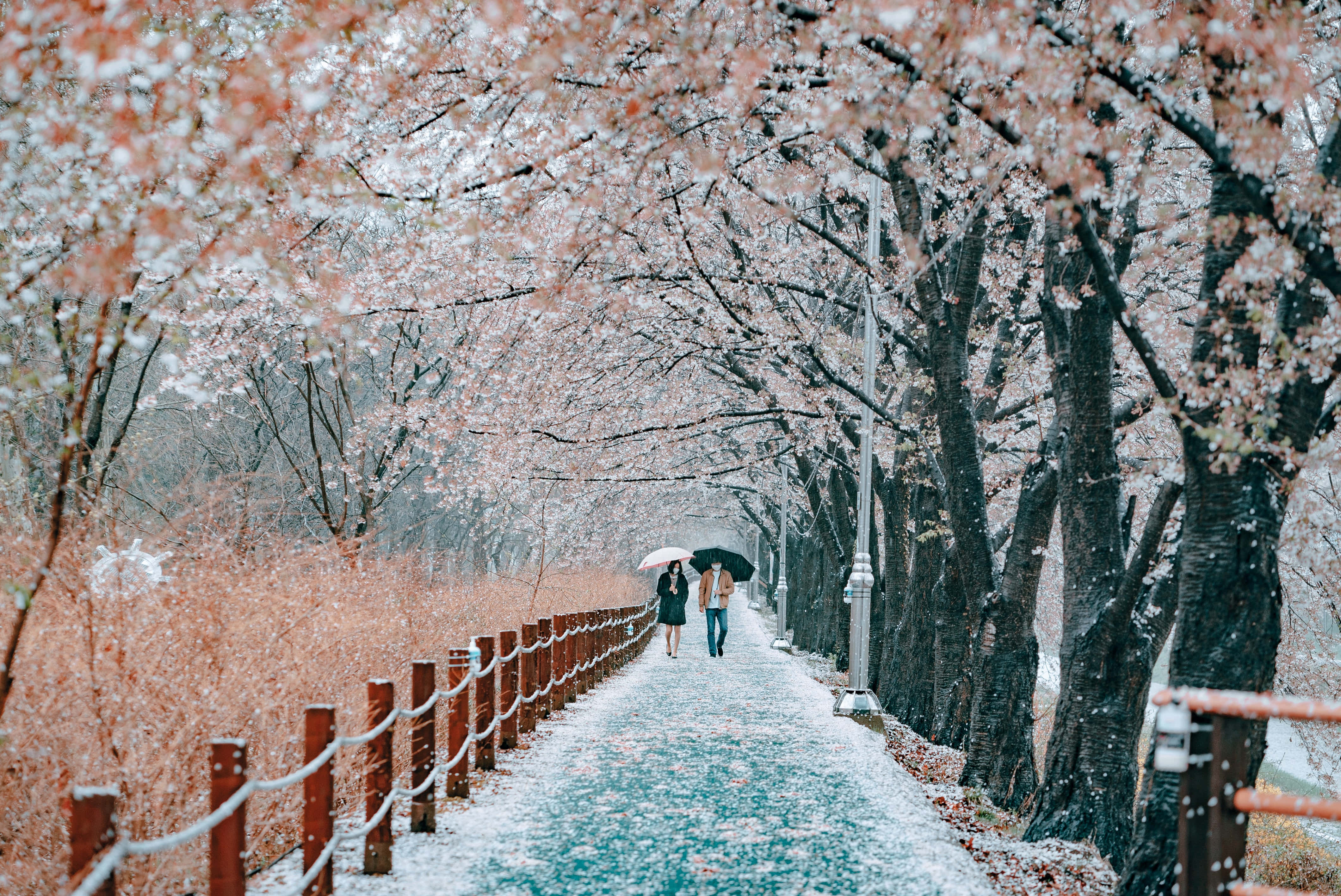 韓國 桌布 壁紙 — 兩人在雪花飄落、花瓣紛飛的粉色櫻花樹蔭下漫步。