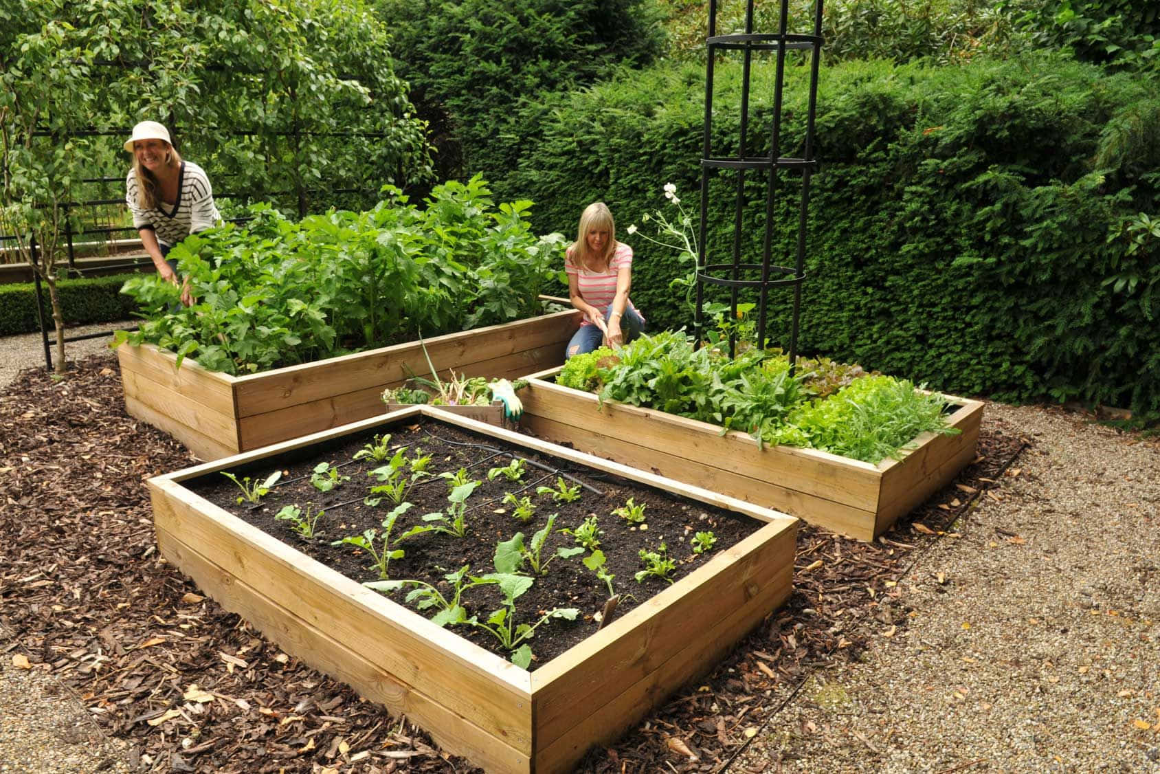 Garden Bed 桌布 壁紙 — 兩位女士在茂密的後院照料著充滿綠葉蔬菜和幼苗的繁榮高架花園床。