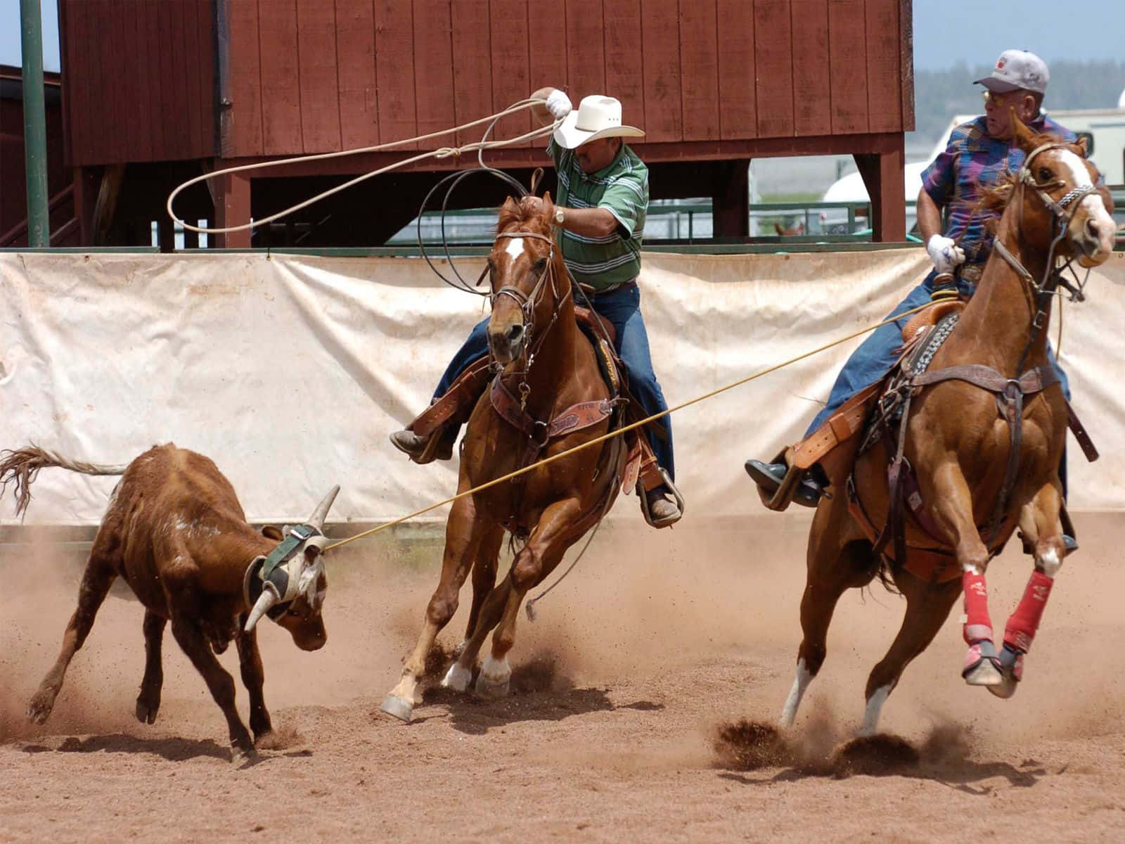 Rodeo 桌布 壁紙 — 兩位牛仔騎著奔馳的馬匹，在塵土飛揚的牛仔競技場上追逐一頭閹牛，陽光普照。