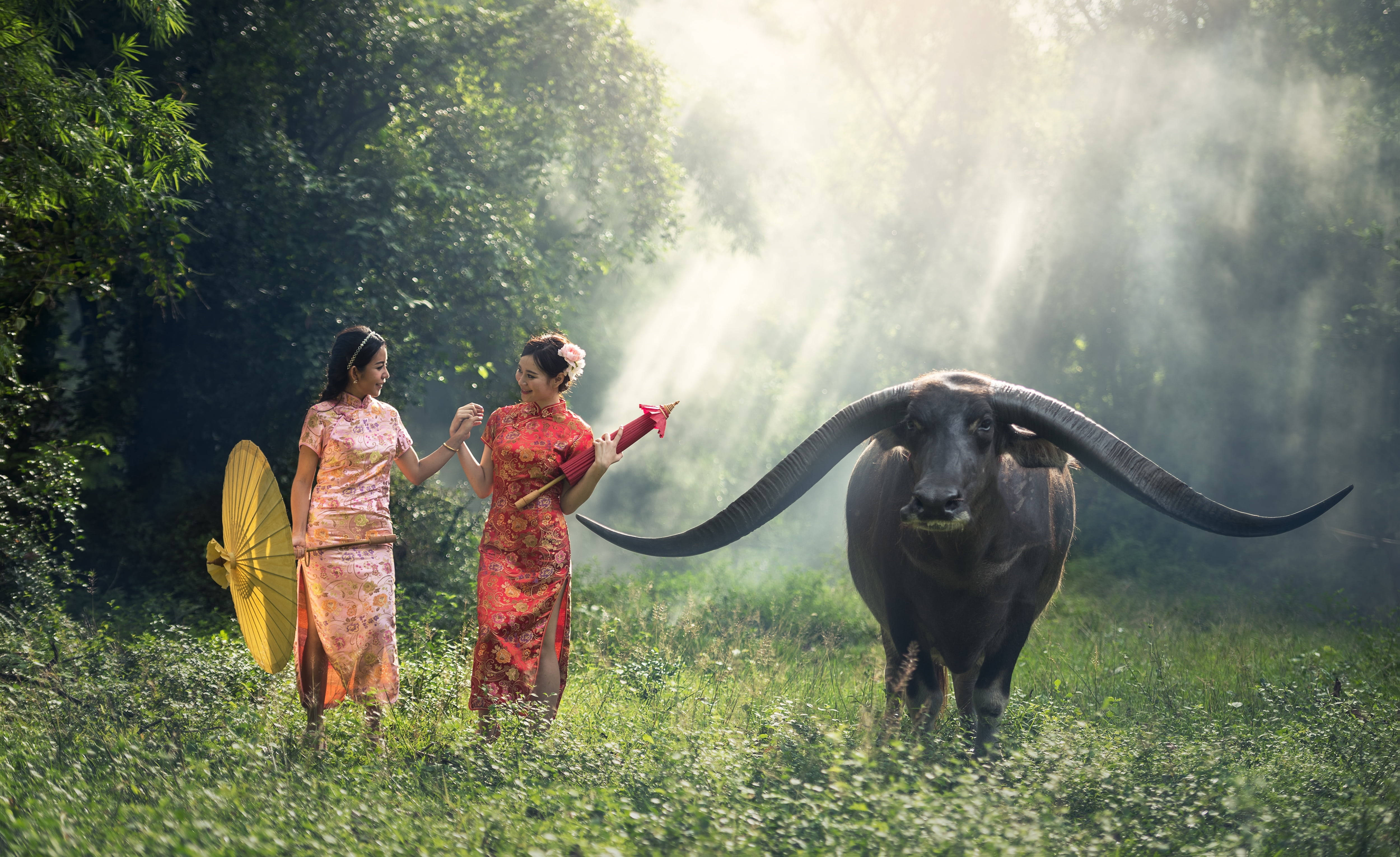動物 桌布 壁紙 — 兩位身穿傳統服飾的女性，帶著一頭水牛，走過陽光明媚的森林。